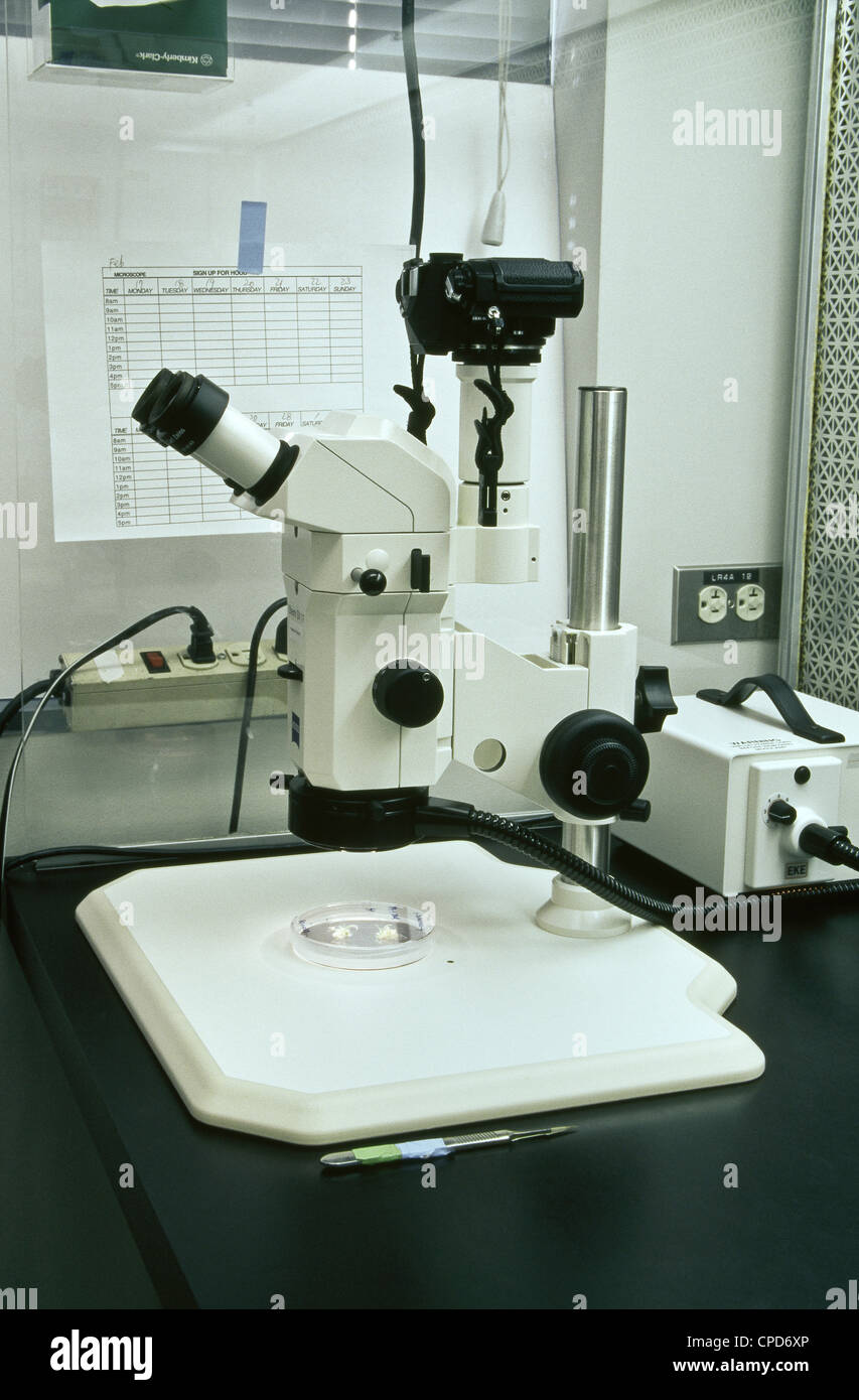 Zeiss 5V 11 sezieren Mikroskop. Stockfoto