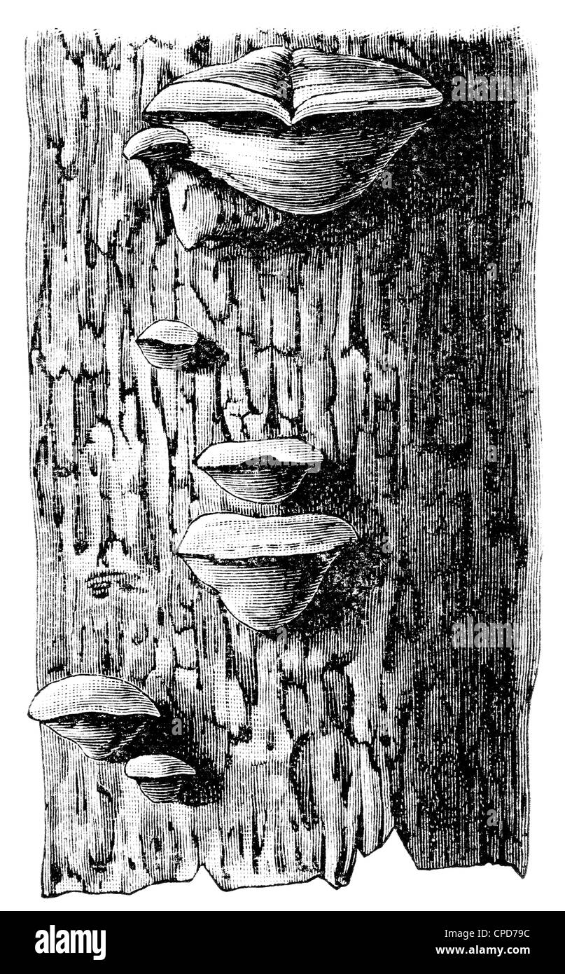 Polyporus Ignarius auf der Rinde einer Eiche. Stockfoto