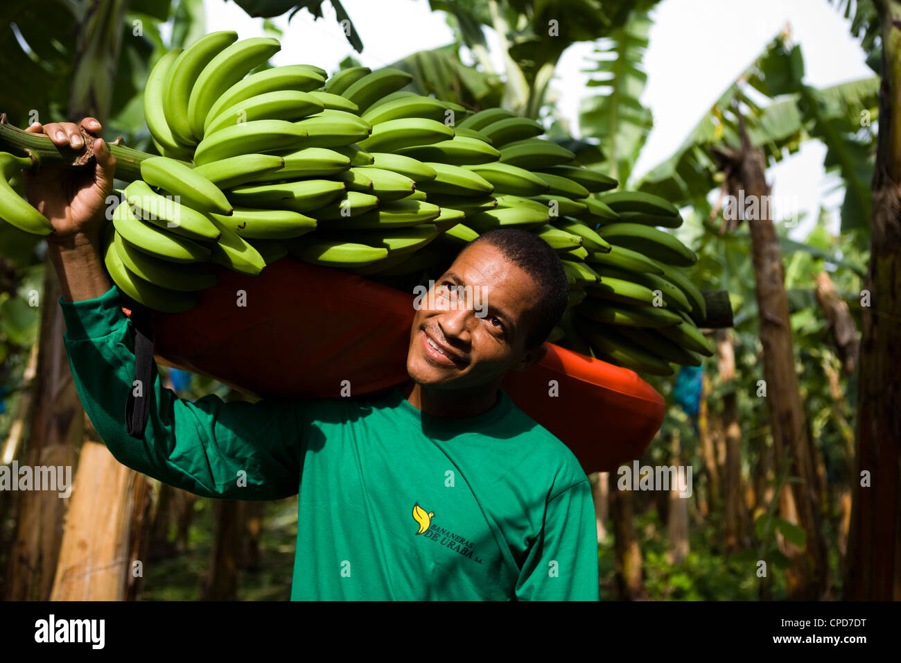 Fairtrade-Bananen Bauer hält einen großen Zweig von Bananen Stockfoto