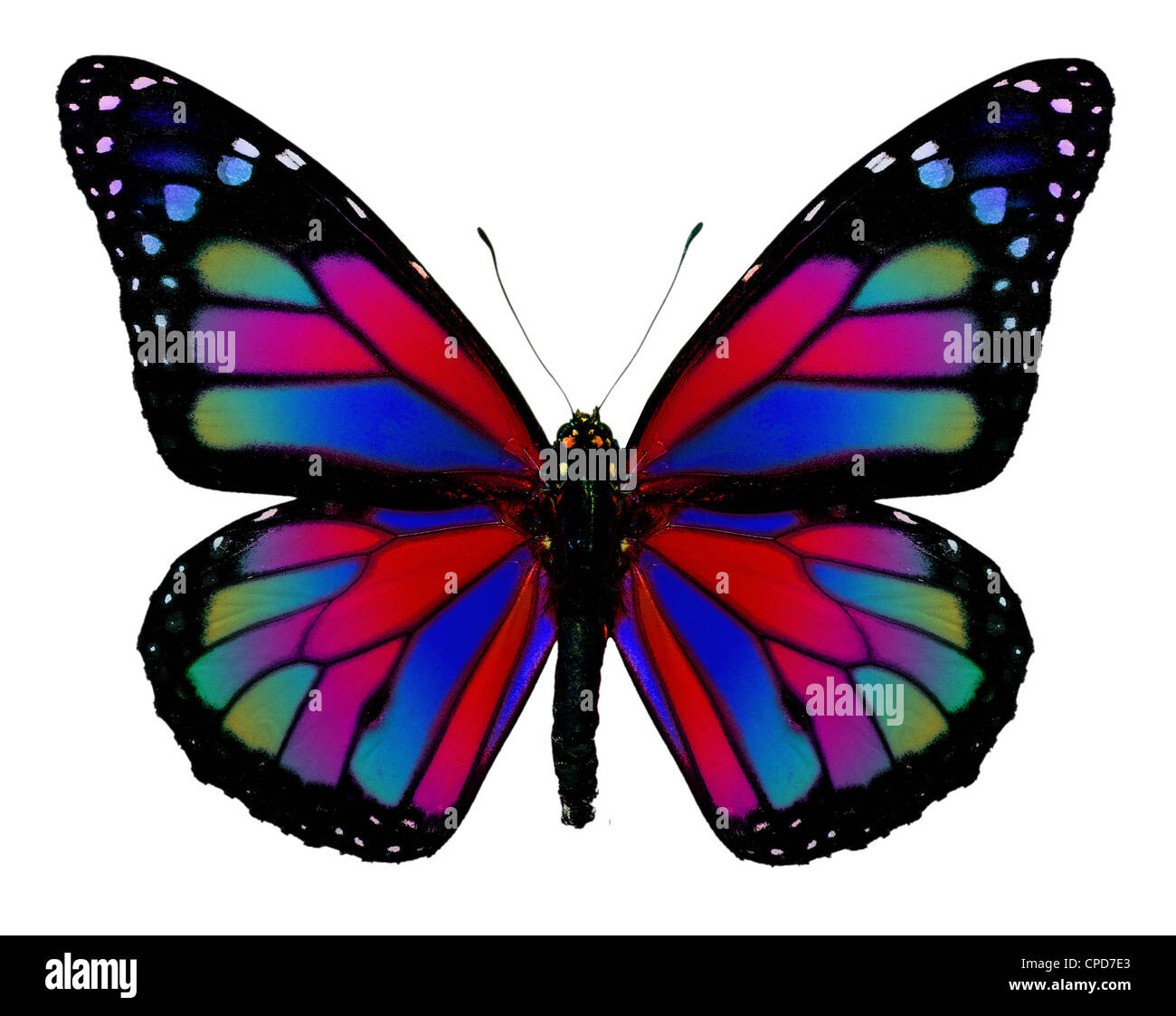 Monarch-Schmetterling mit Fantasy Farben Stockfoto