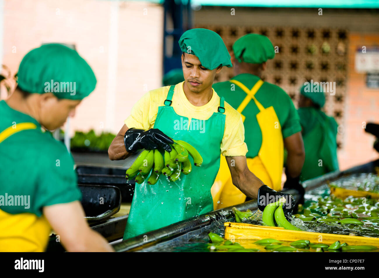Arbeitnehmer bei einer Fairtrade-Bananen-Plantage waschen und Paket Banane Trauben Stockfoto