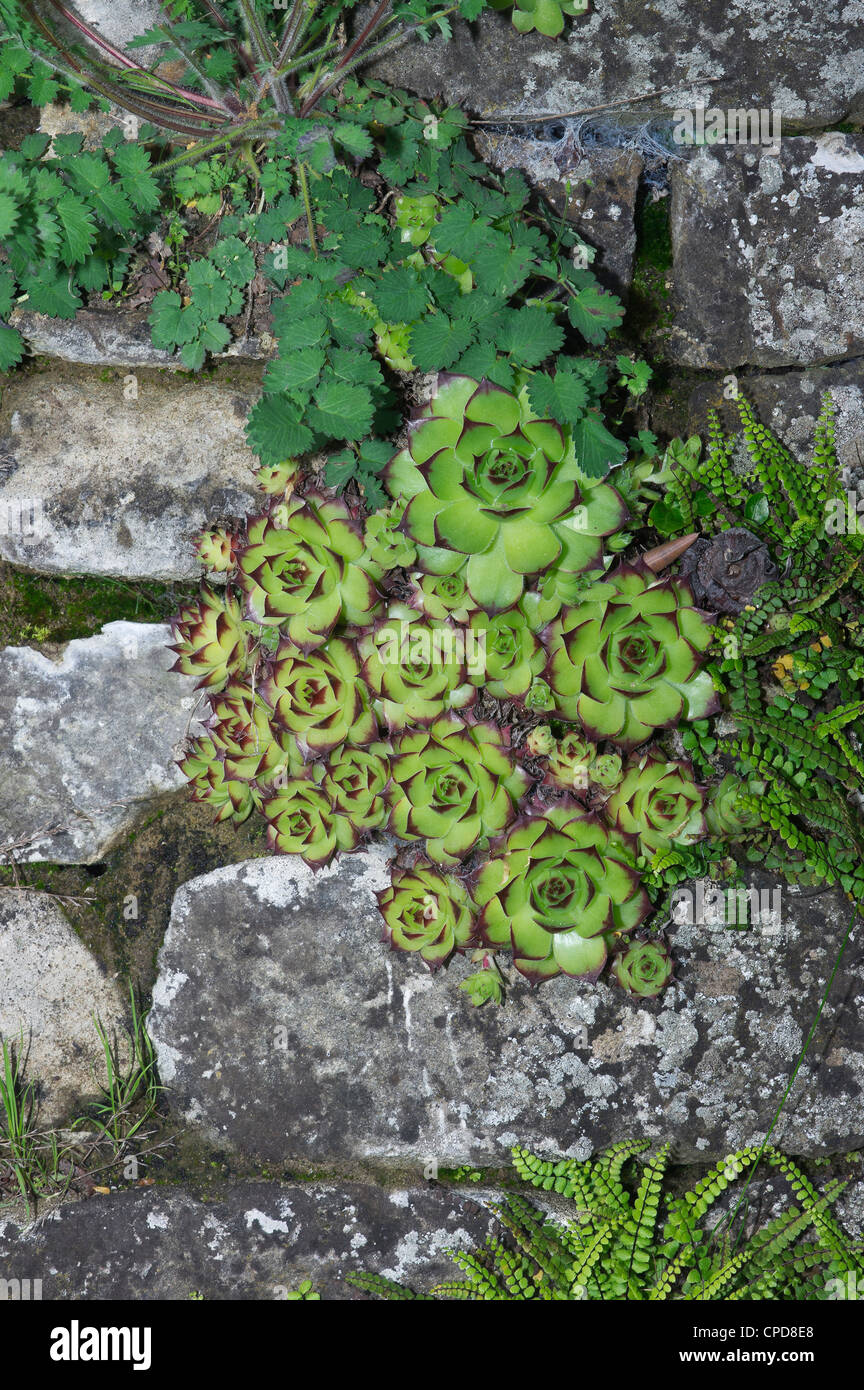 felsigen Vegetation zwischen den Steinen Stockfotografie Alamy