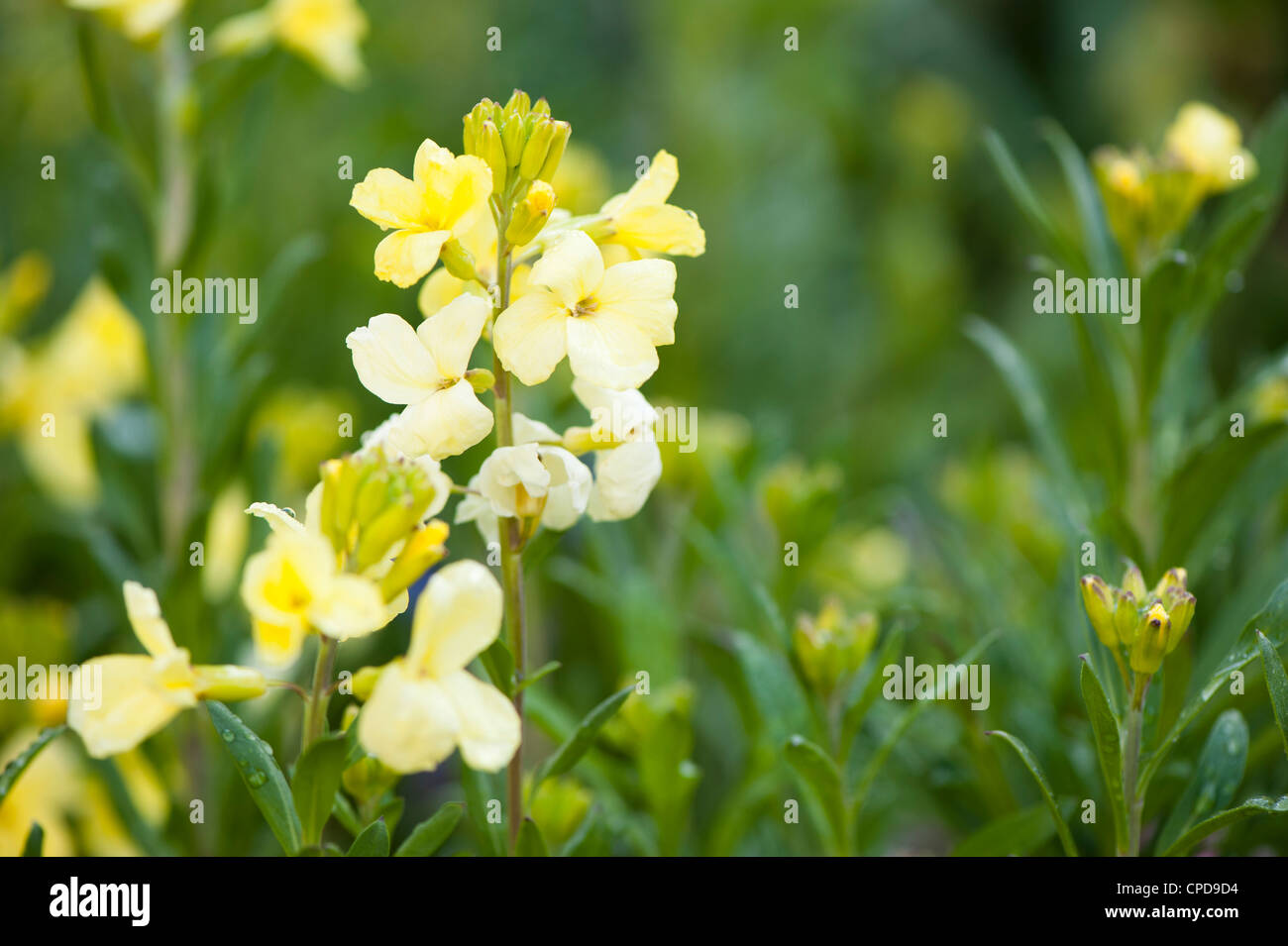 Wegrauke 'Elfenbeinweiß' Mauerblümchen Stockfoto