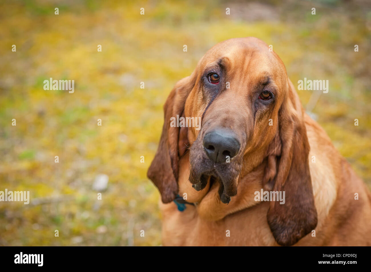 Full blooded Blutjäger Blick in die Kamera mit traurigen Blick und Kopffreiheit für Kopie gekippt Stockfoto