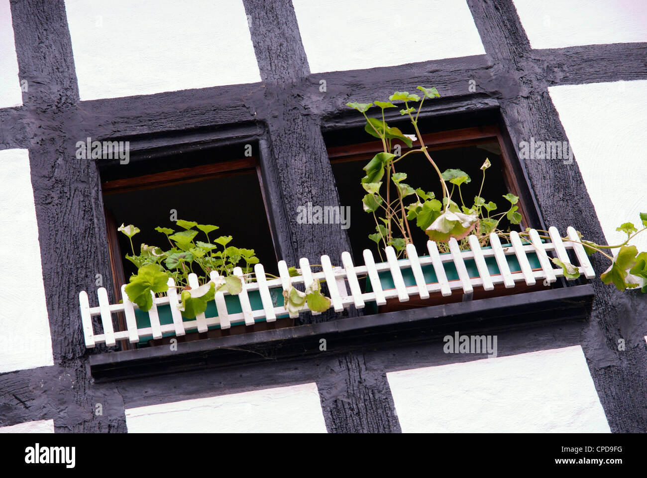 Fenster mit Blumen eines traditionellen Hauses in Kronenburg in der Eifel. Stockfoto