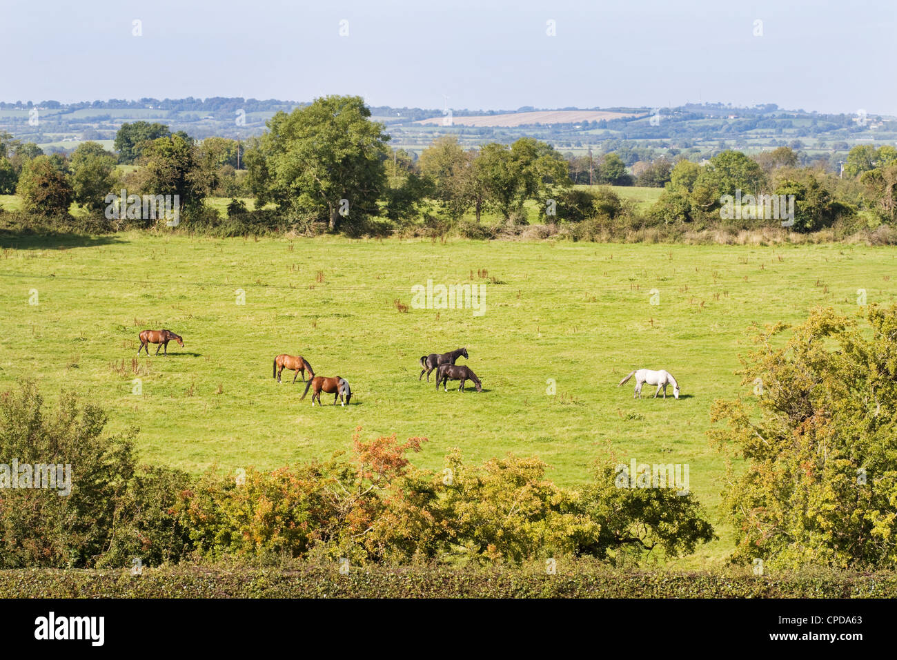 Schöne Rennpferde Weiden auf den Hügeln von Irland. Schuss in der Grafschaft Wicklow, Boyne Valley aufgenommen. Stockfoto