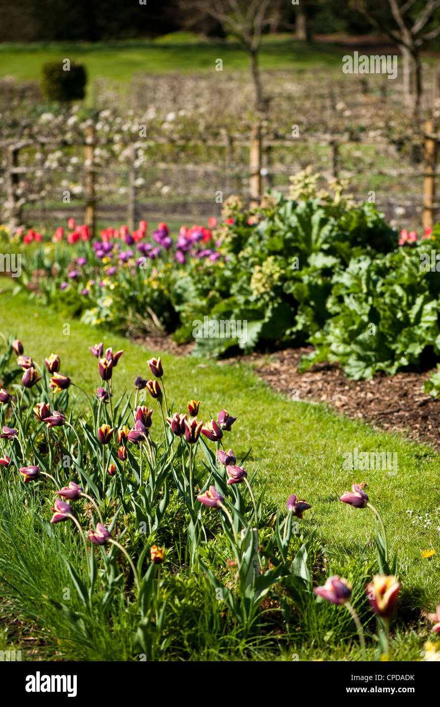 Blühender Rhabarber mit Tulipa 'Gavota' im Vordergrund Stockfoto