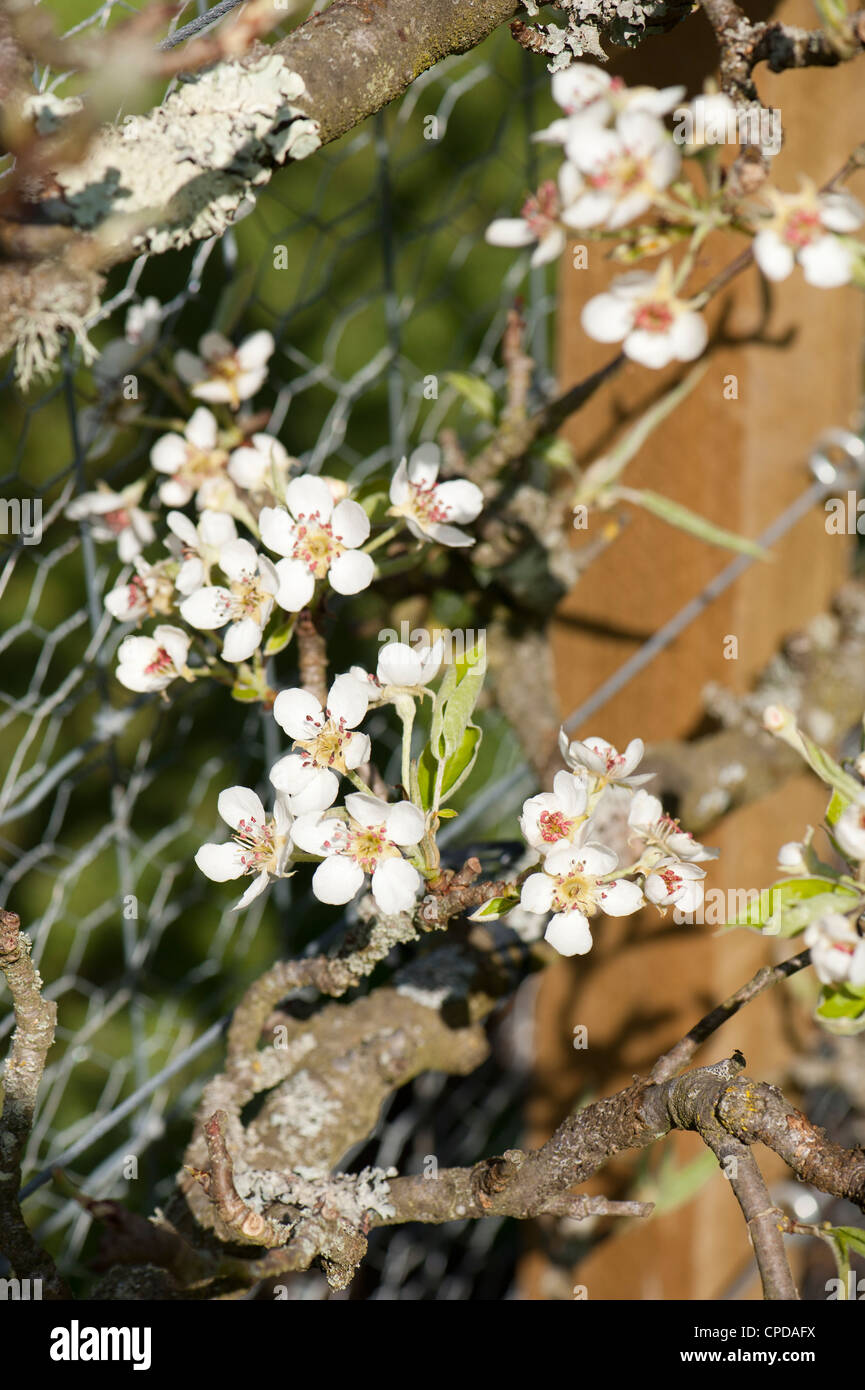 Espaliered Birnbaum in Blüte, Pyrus Communis "Warden von Worcester" Stockfoto