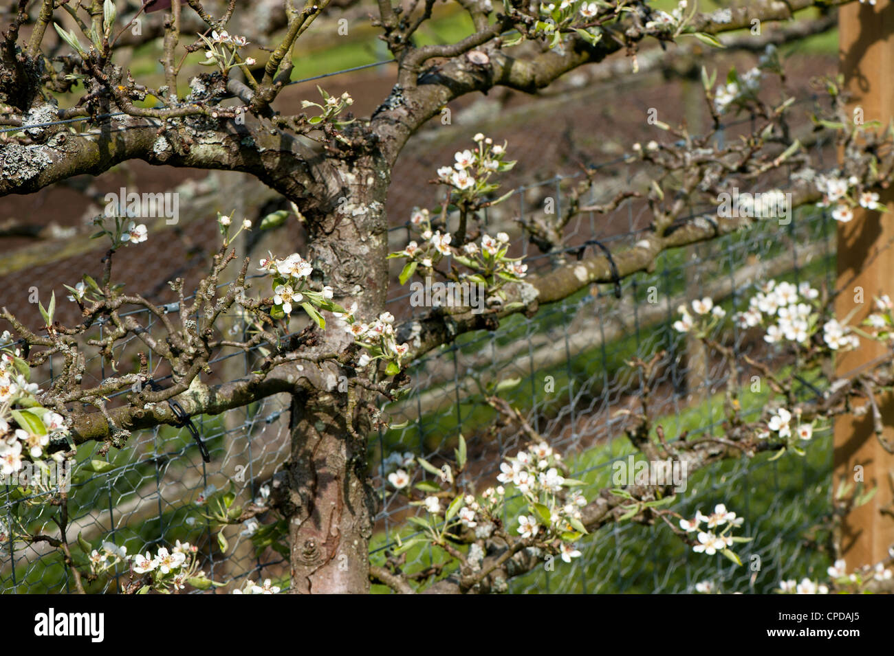 Espaliered Birnbaum in Blüte, Pyrus Communis "Warden von Worcester" Stockfoto