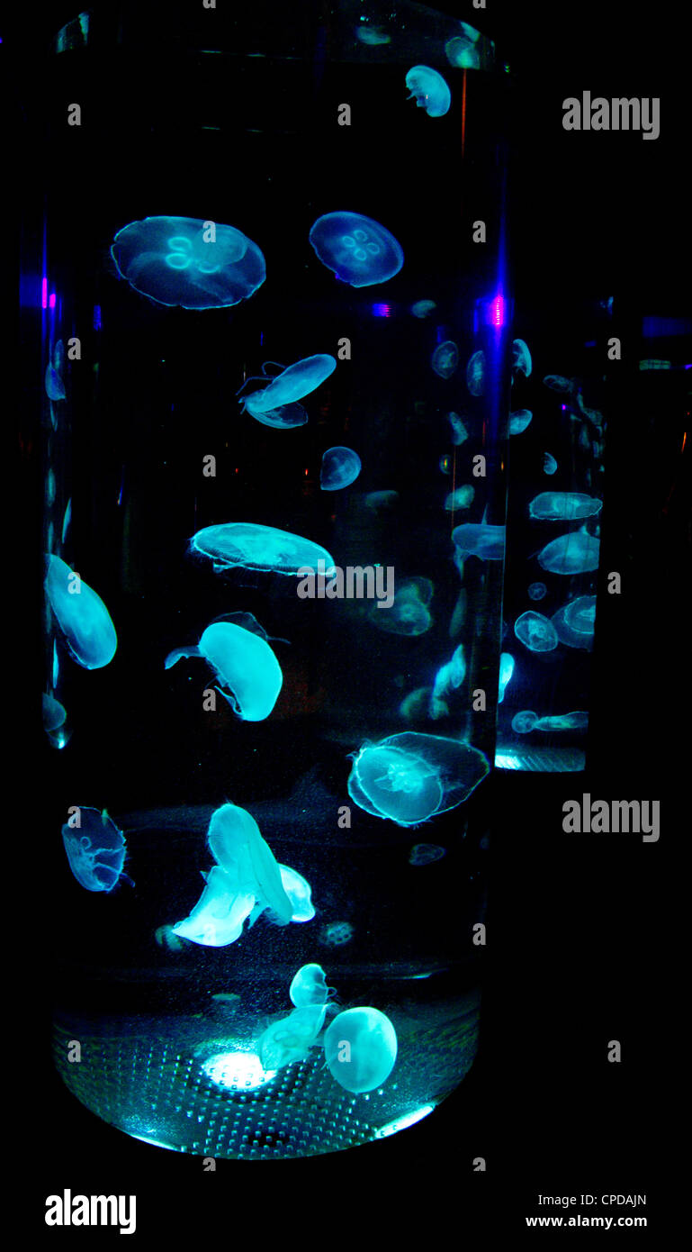 Quallen-tank Stockfoto