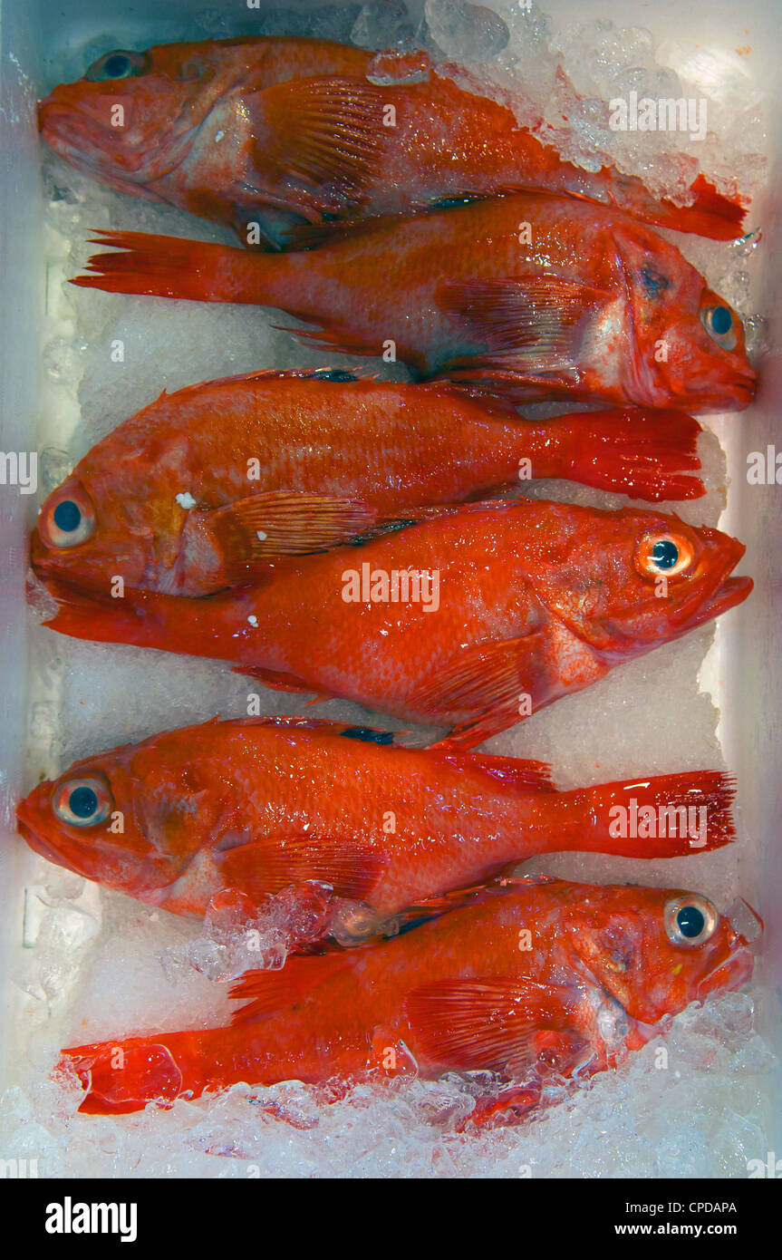 Tsukiji Fisch und Meeresfrüchte Großhandelsmarkt in den frühen Morgenstunden. Es ist die größte der Welt. Tokio, Japan. Stockfoto