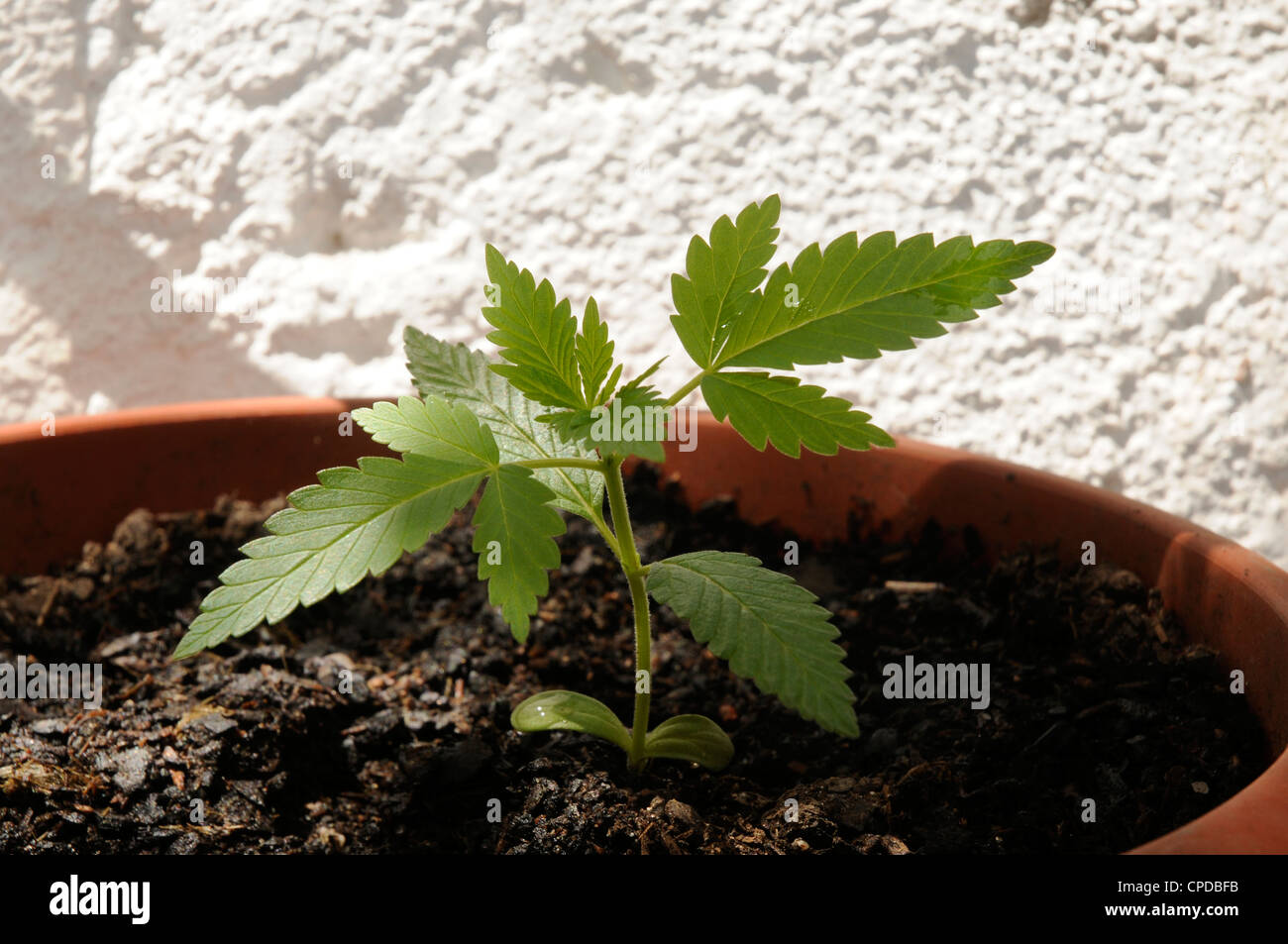 Cannabis Indica, gepflanzt in einen Topf zu Hause wachsen Stockfoto