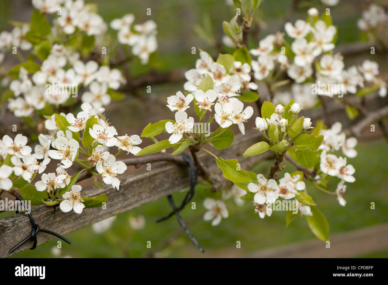 Espaliered Birnbaum in Blüte, Pyrus Communis "Uvedales Saint-Germain" Stockfoto