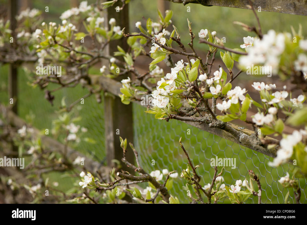 Espaliered Birnbaum in Blüte, Pyrus Communis "Uvedales Saint-Germain" Stockfoto