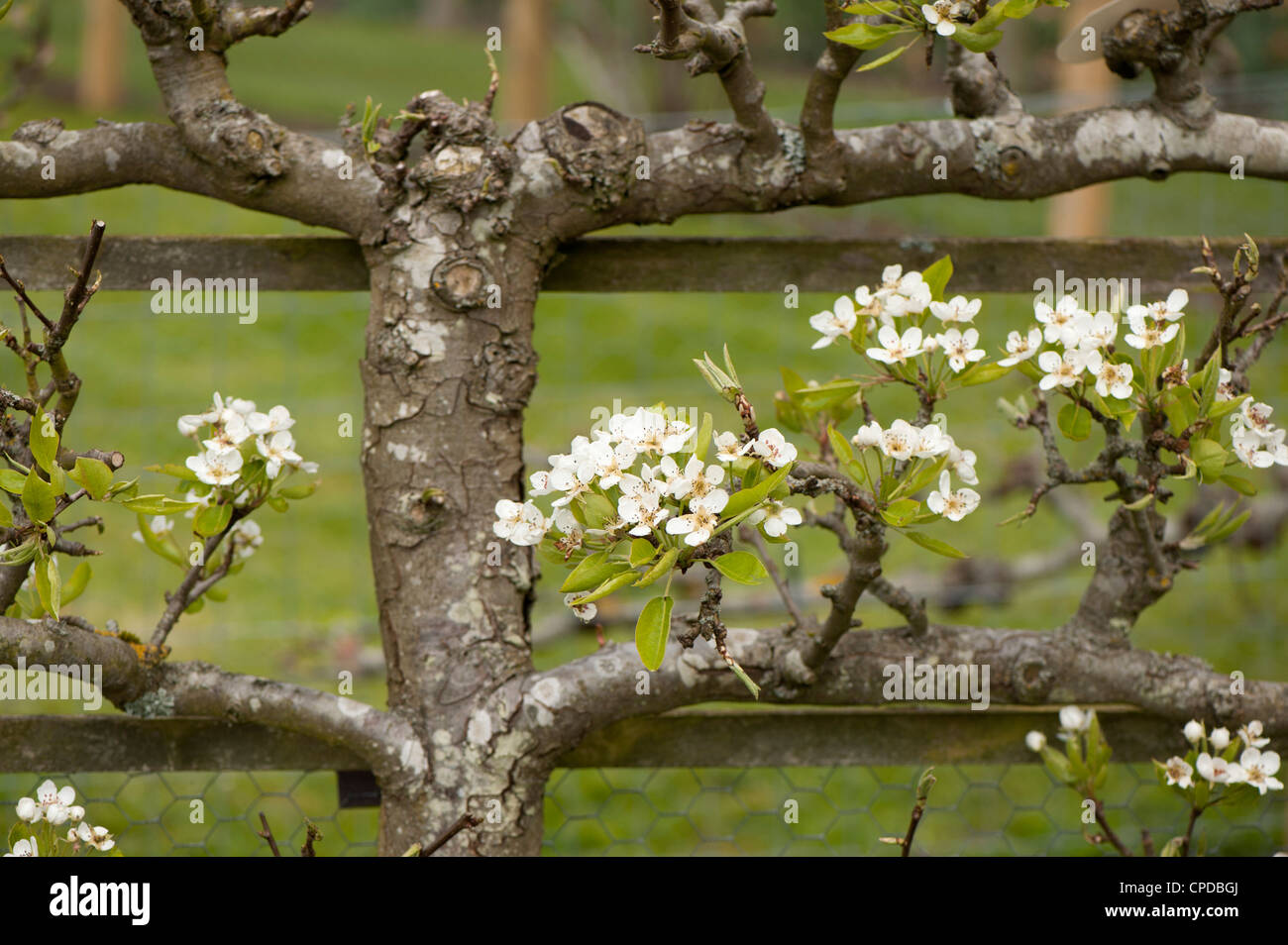 Espaliered Birnbaum in Blüte, Pyrus Communis "Uvedales Saint-Germain" Stockfoto