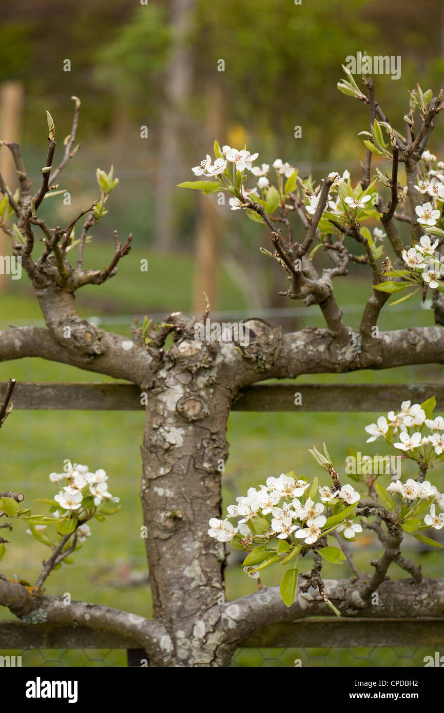 Espaliered Birnbaum in Blüte, Pyrus Communis "Uvedales Saint-Germain" Stockfoto