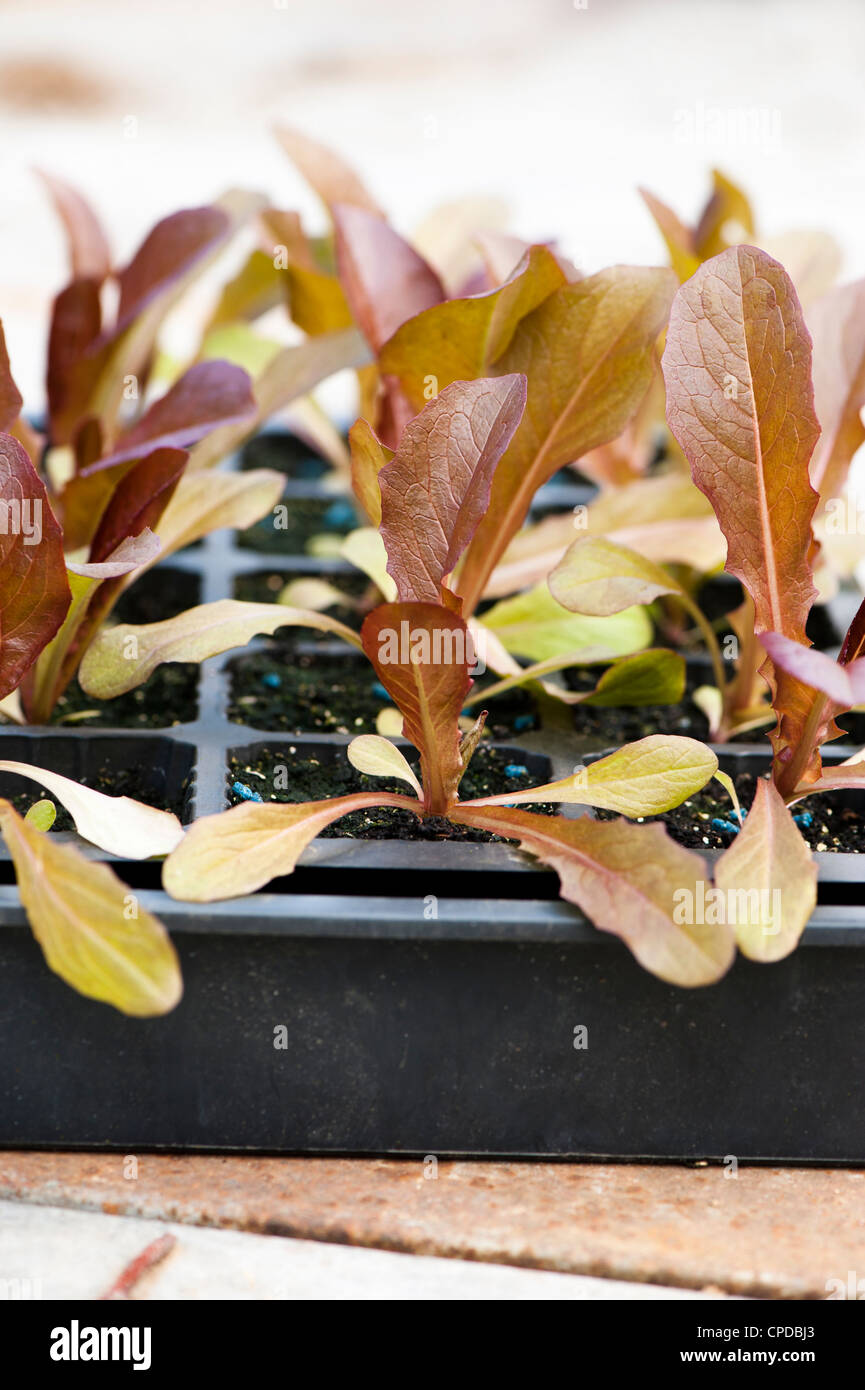 Lactuca Sativa 'Brune d ' Hiver", Erbstück Salat Sämlinge Stockfoto