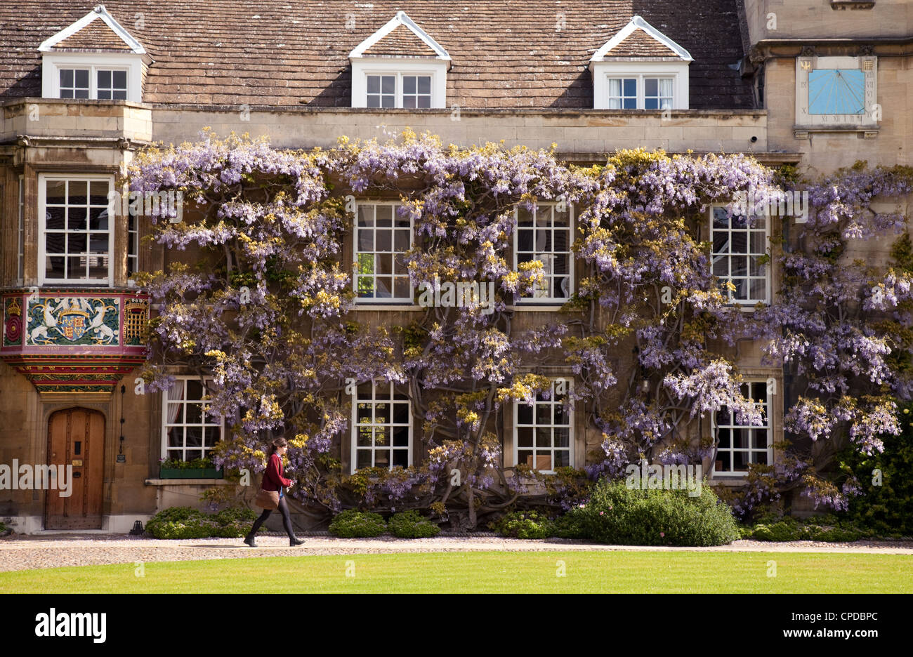 Cambridge College: Ein Student spaziert im Frühjahr an der Glyzinie vorbei, Christs College Cambridge, Cambridge University, Großbritannien Stockfoto