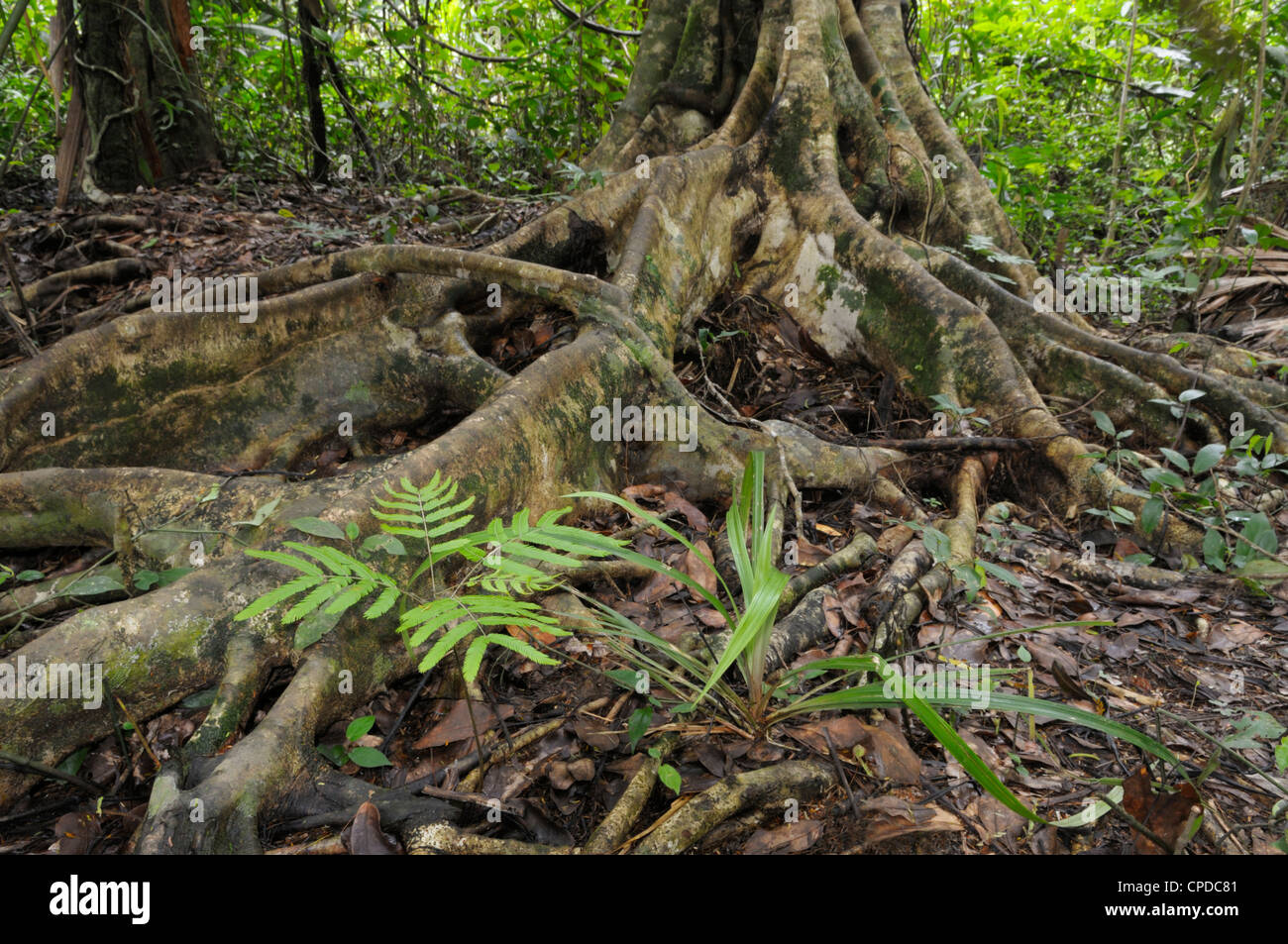 Lange Wurzeln und eine Mimose sp Pflanzen, Tieflandregenwald, Nationalpark Tortuguero, Costa Rica Stockfoto
