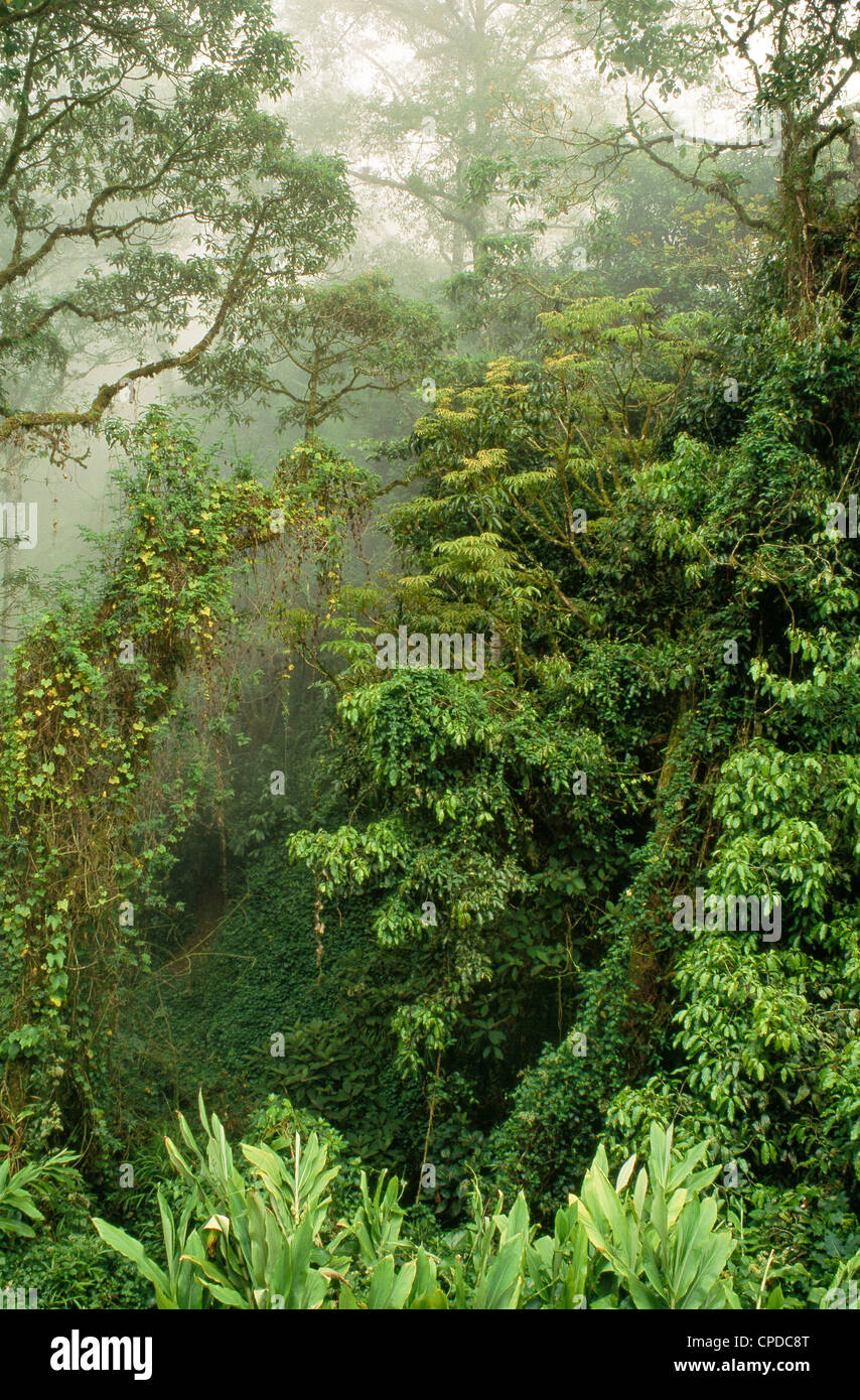 Monteverde Nebelwald. Stockfoto