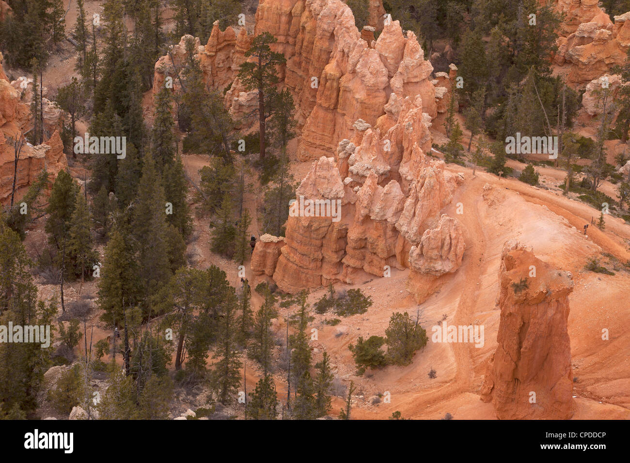 Bryce-Canyon-Nationalpark im Süden von Utah. Robust und dramatischen roten Stein Felsen, interessante Formationen, Pinien. Don Despain Stockfoto