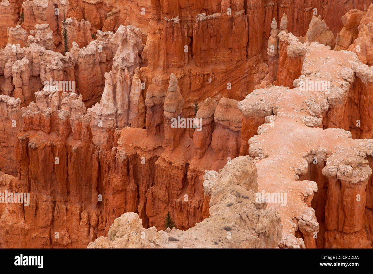 Bryce-Canyon-Nationalpark im Süden von Utah. Robust und dramatischen roten Stein Felsen in interessante Formationen. Don Despain Stockfoto