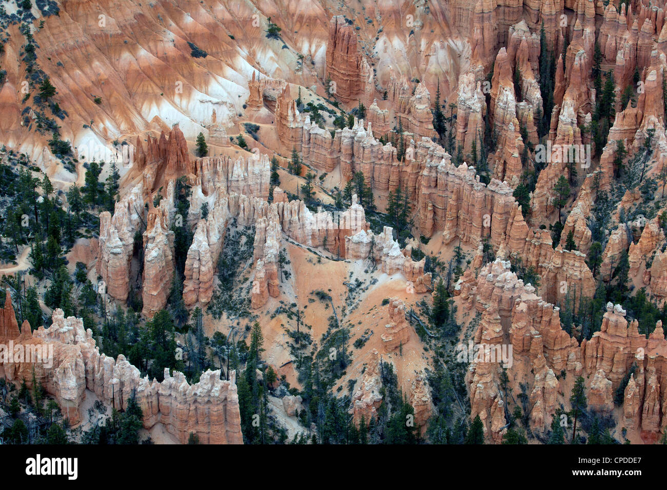 Bryce-Canyon-Nationalpark im Süden von Utah. Robust und dramatischen roten Stein Klippen, Blick hinunter auf den Zinnen, Pinien. Don Despain Stockfoto