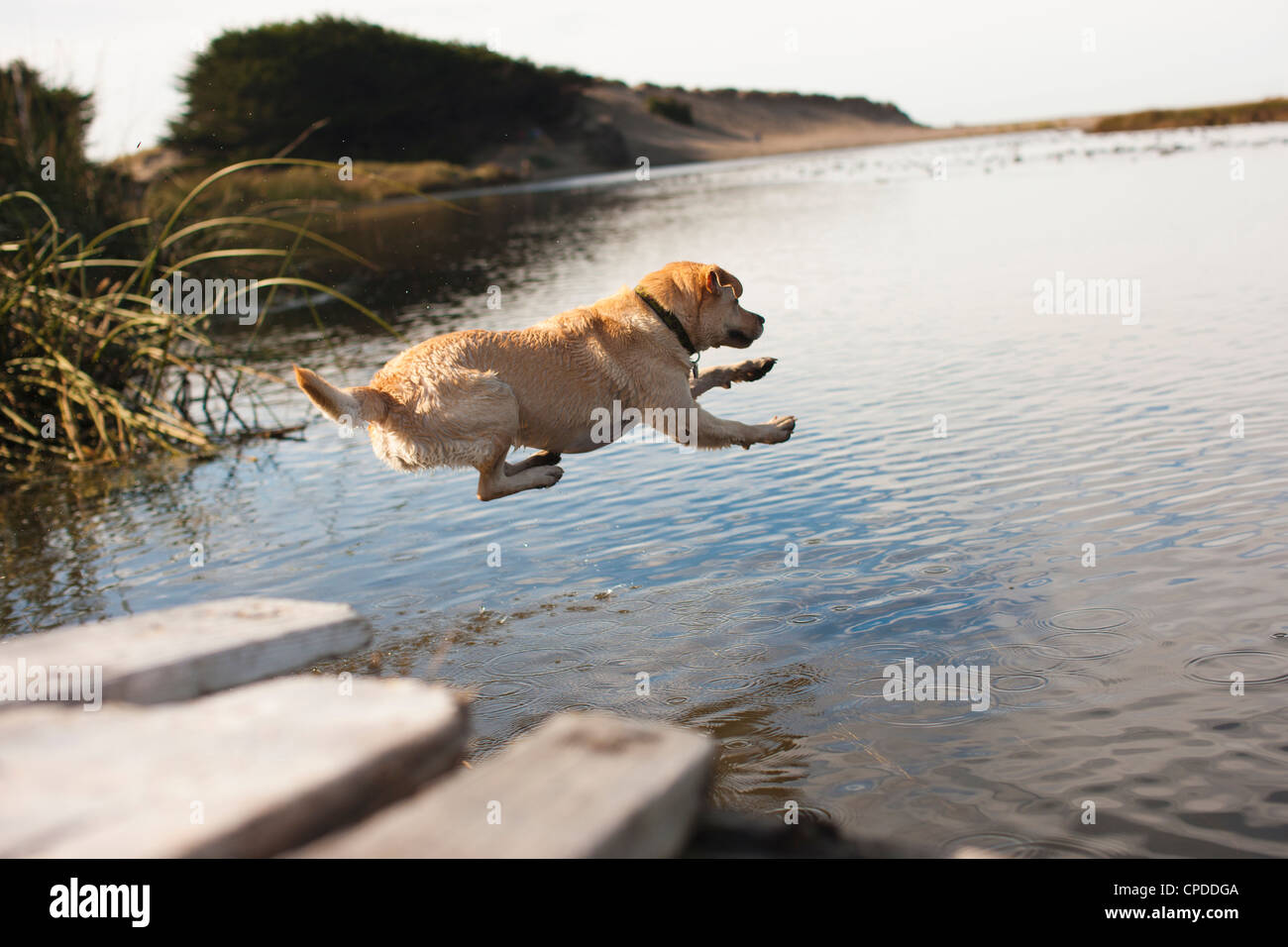 Labrador in Fluss springen Stockfoto