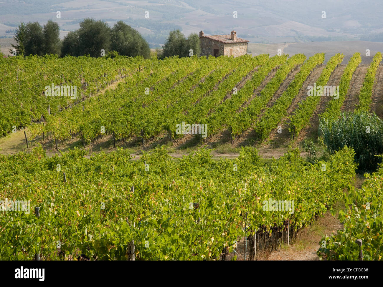 Ein Weinberg im Herbst in der Nähe von Montalcino, Toskana, Italien, Europa Stockfoto