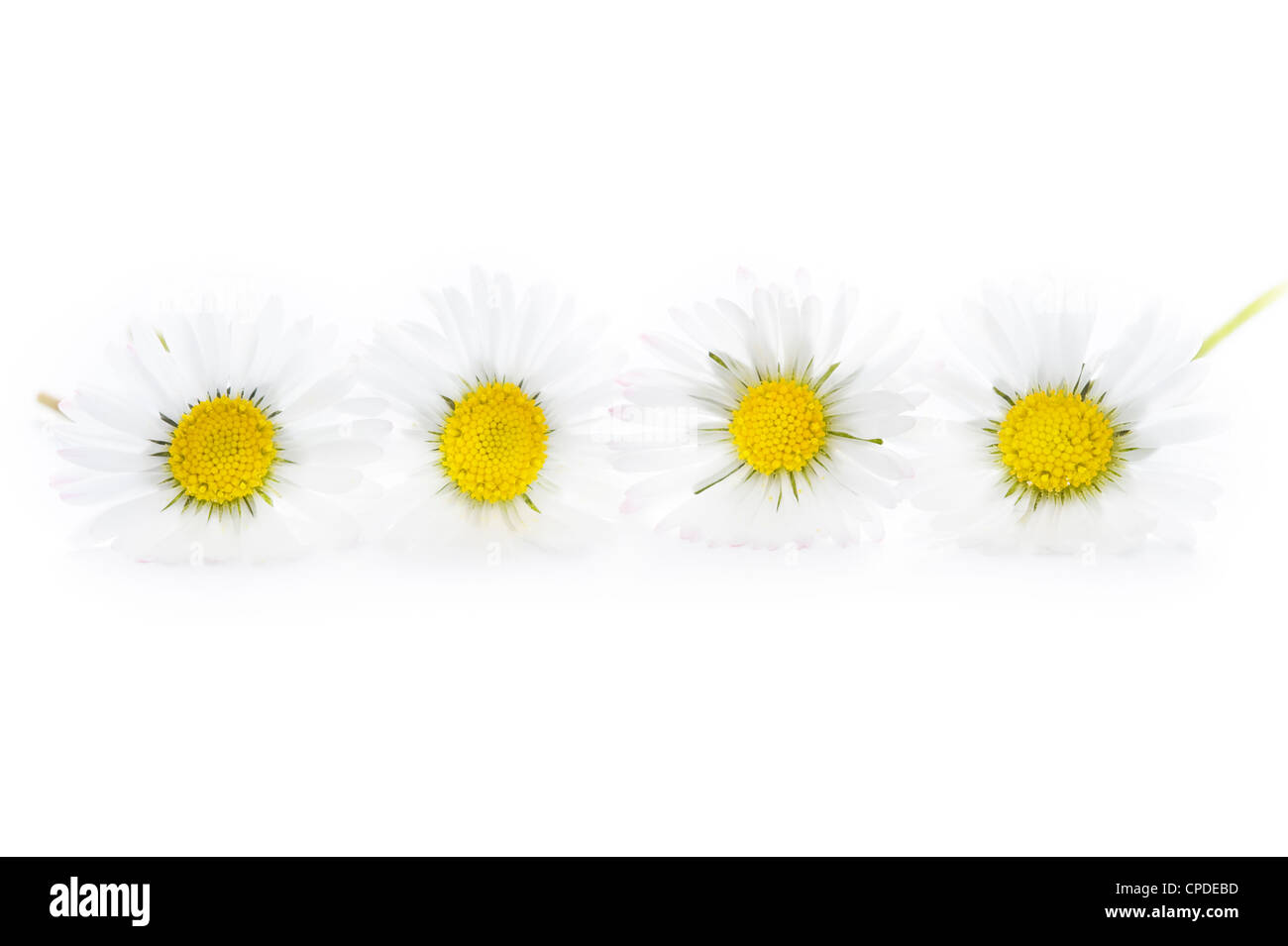 vier gemeinsame englischen Rasen Gänseblümchen isoliert auf weißem Hintergrund Stockfoto