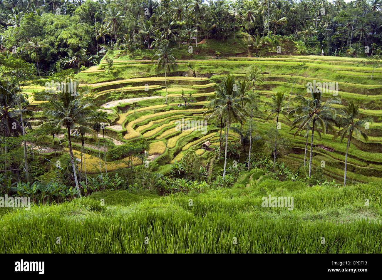 Reisterrassen, Bali, Indonesien. Stockfoto