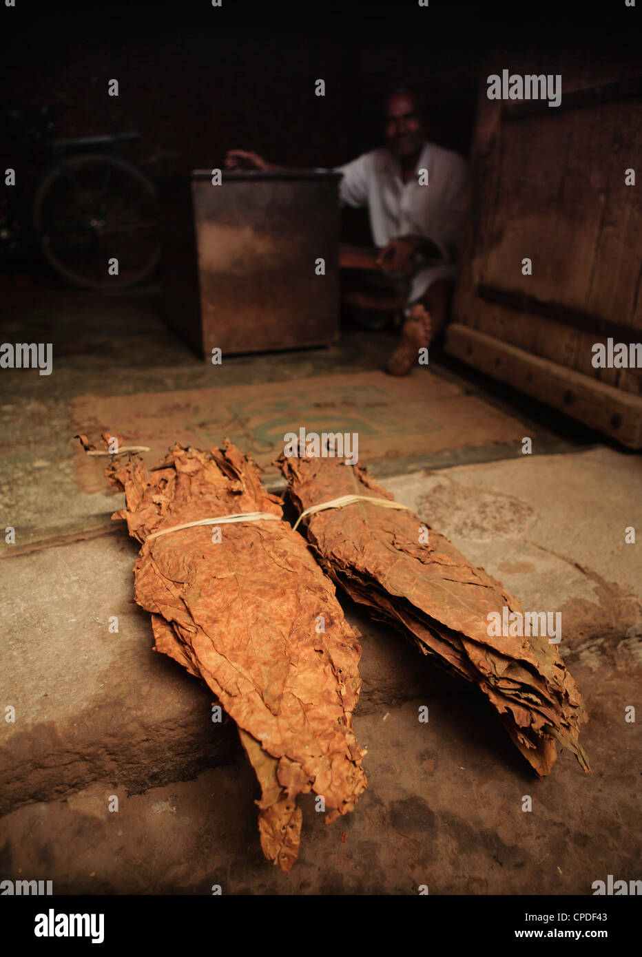 Getrockneter Tabak (Nicotiana) verlässt bereit für Großhandel, Gujarat, Indien, Asien Stockfoto