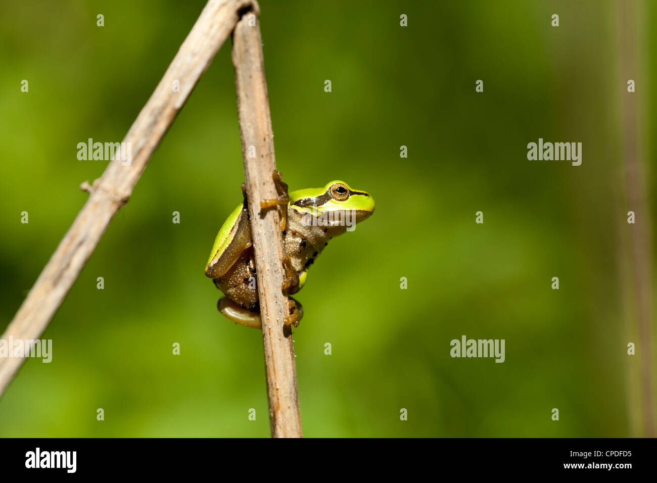grüner Frosch sitzt auf Stamm im Wald Stockfoto