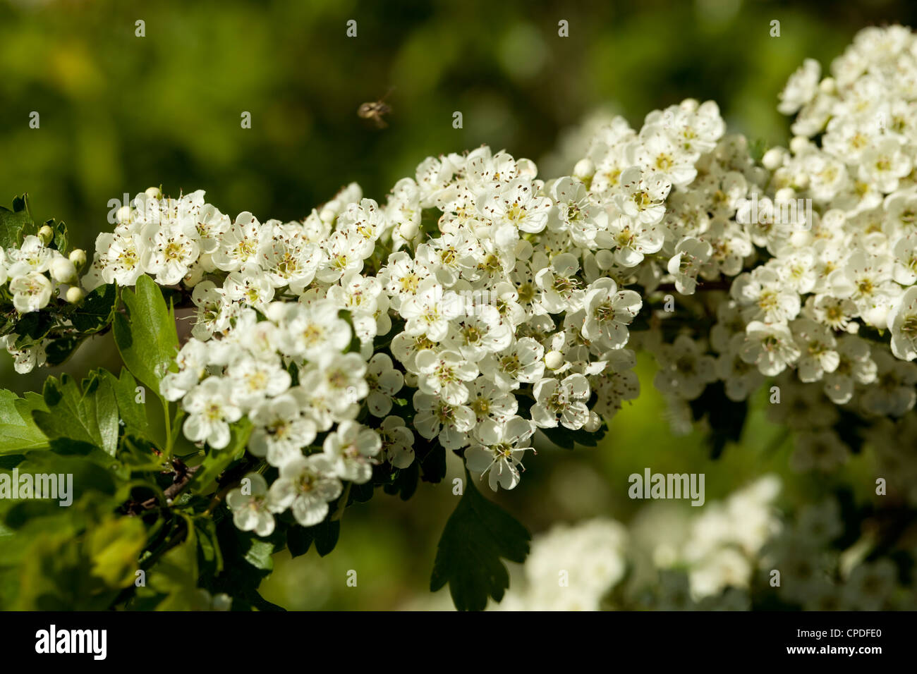Weißdorn-Baum mit weißen Blüten am Zweig Stockfoto