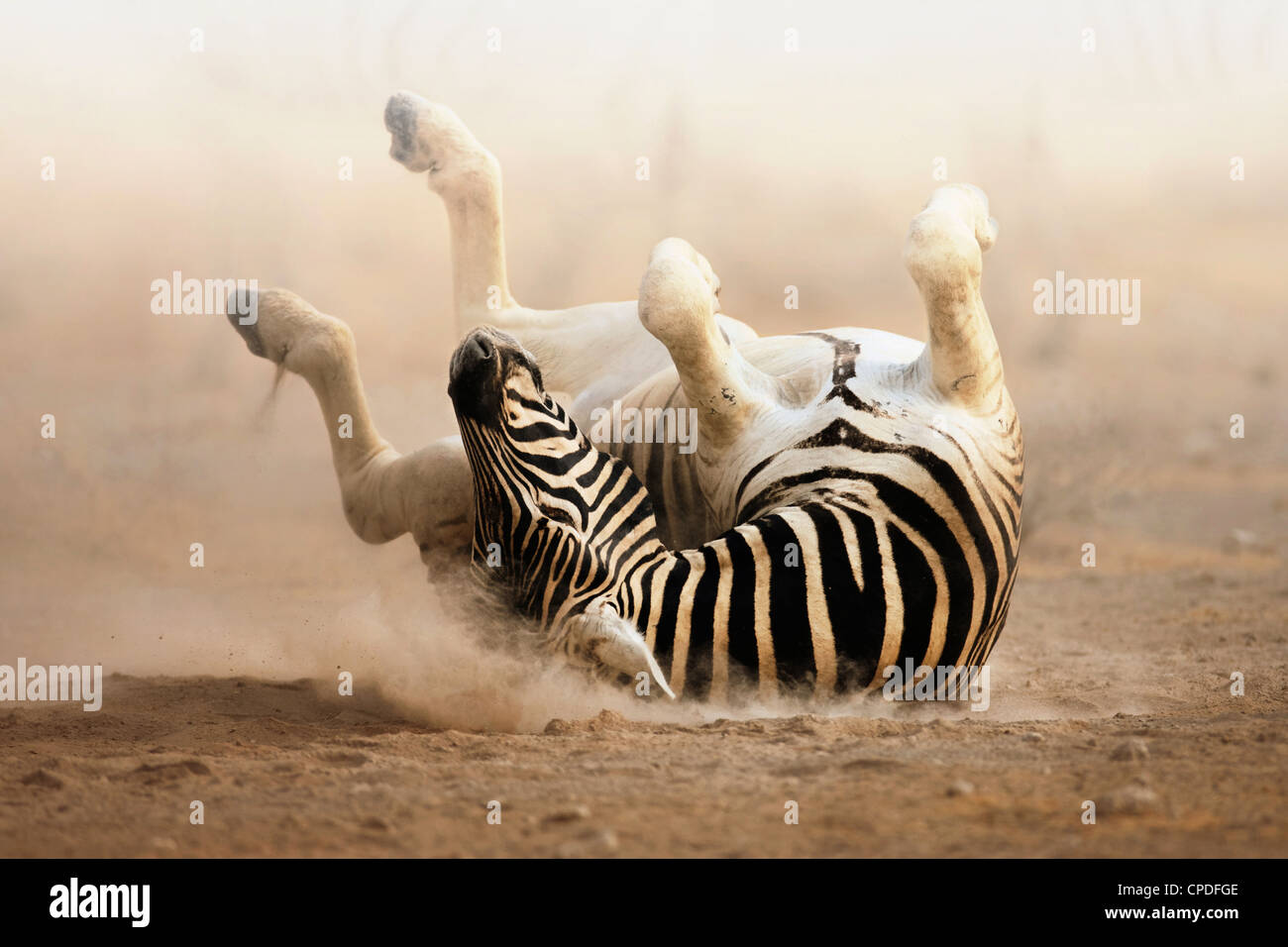 Zebra Rollen auf staubigen weißen Sand; Etosha Stockfoto