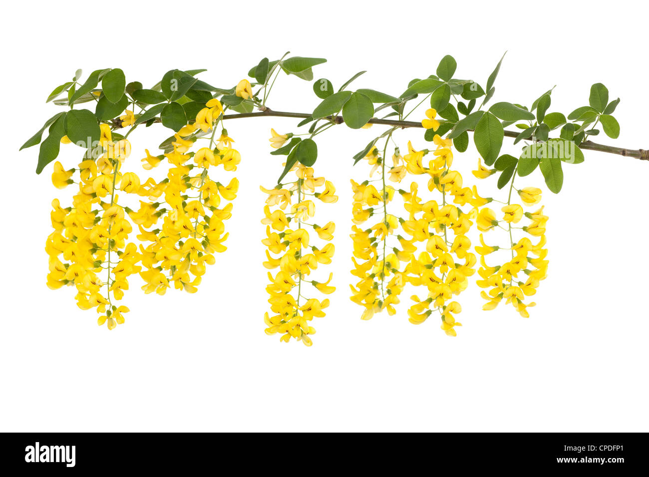 Zweig der gelbe Blüte Laburnum auf weißem Hintergrund Stockfoto