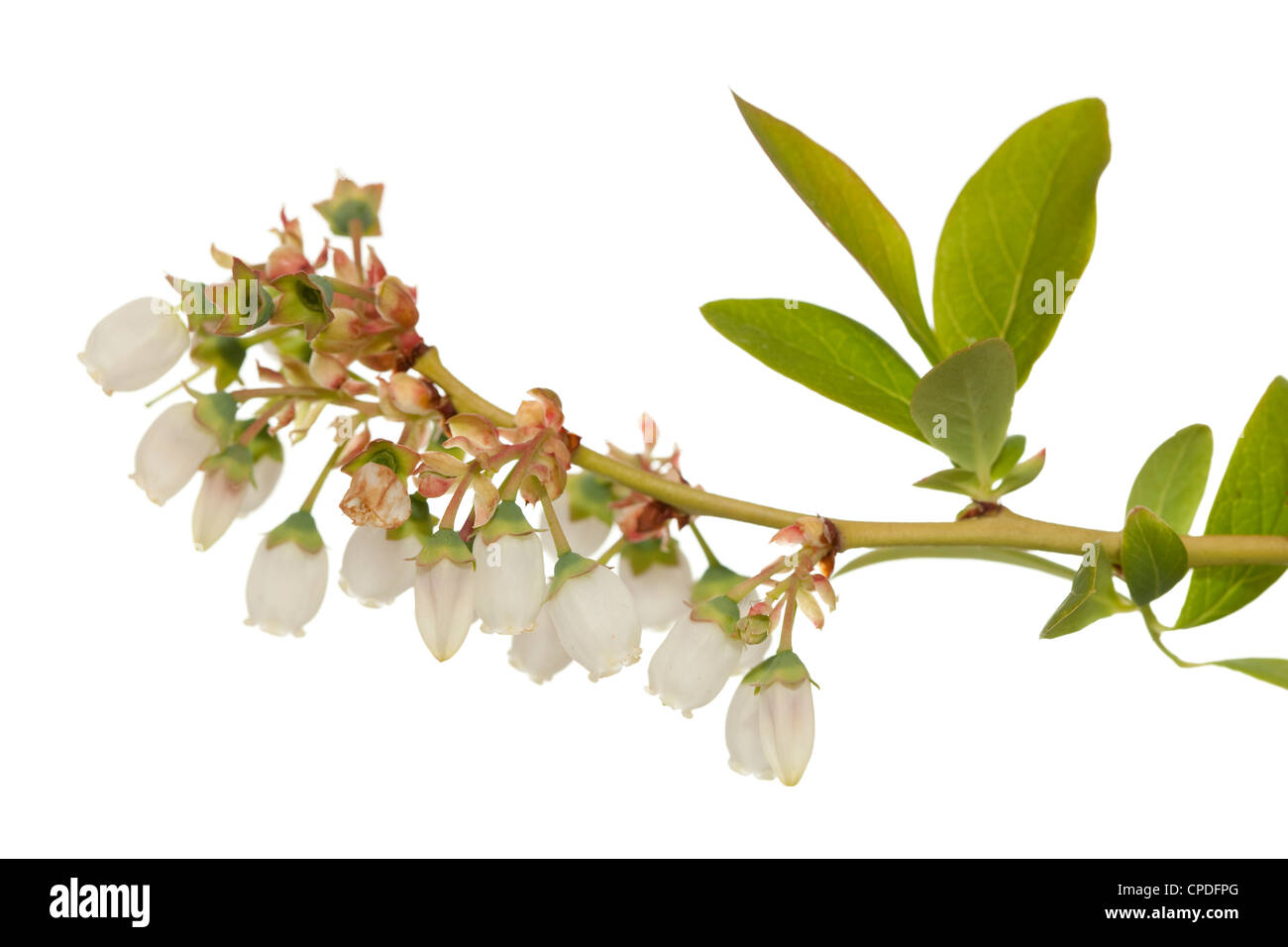 Blütenstand von Heidelbeere (Vaccinium Corymbosum) auf weiß Stockfoto