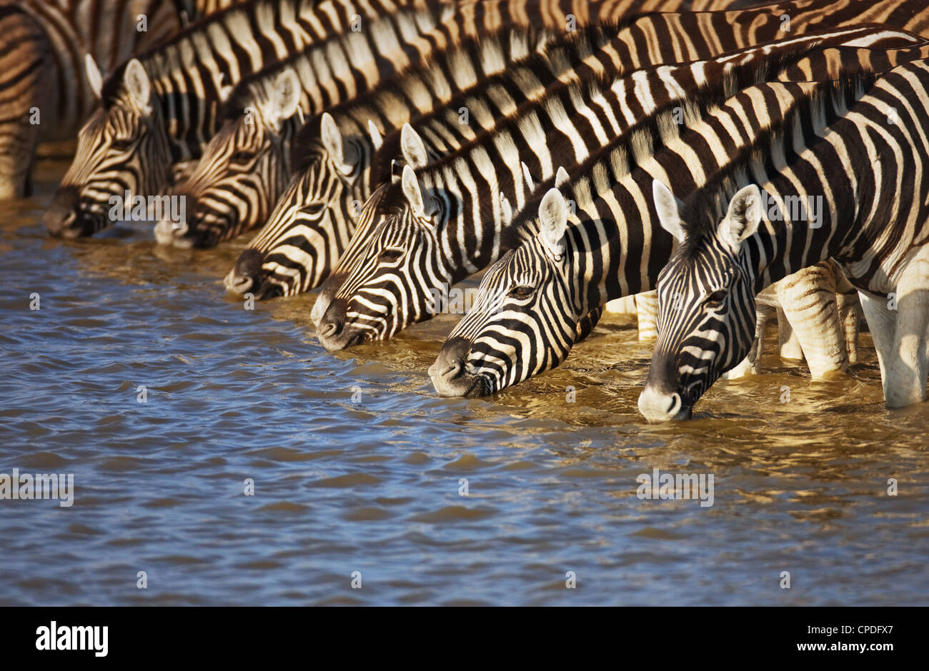 Herde Zebras Trinkwasser in Etosha; Equus burchell Stockfoto