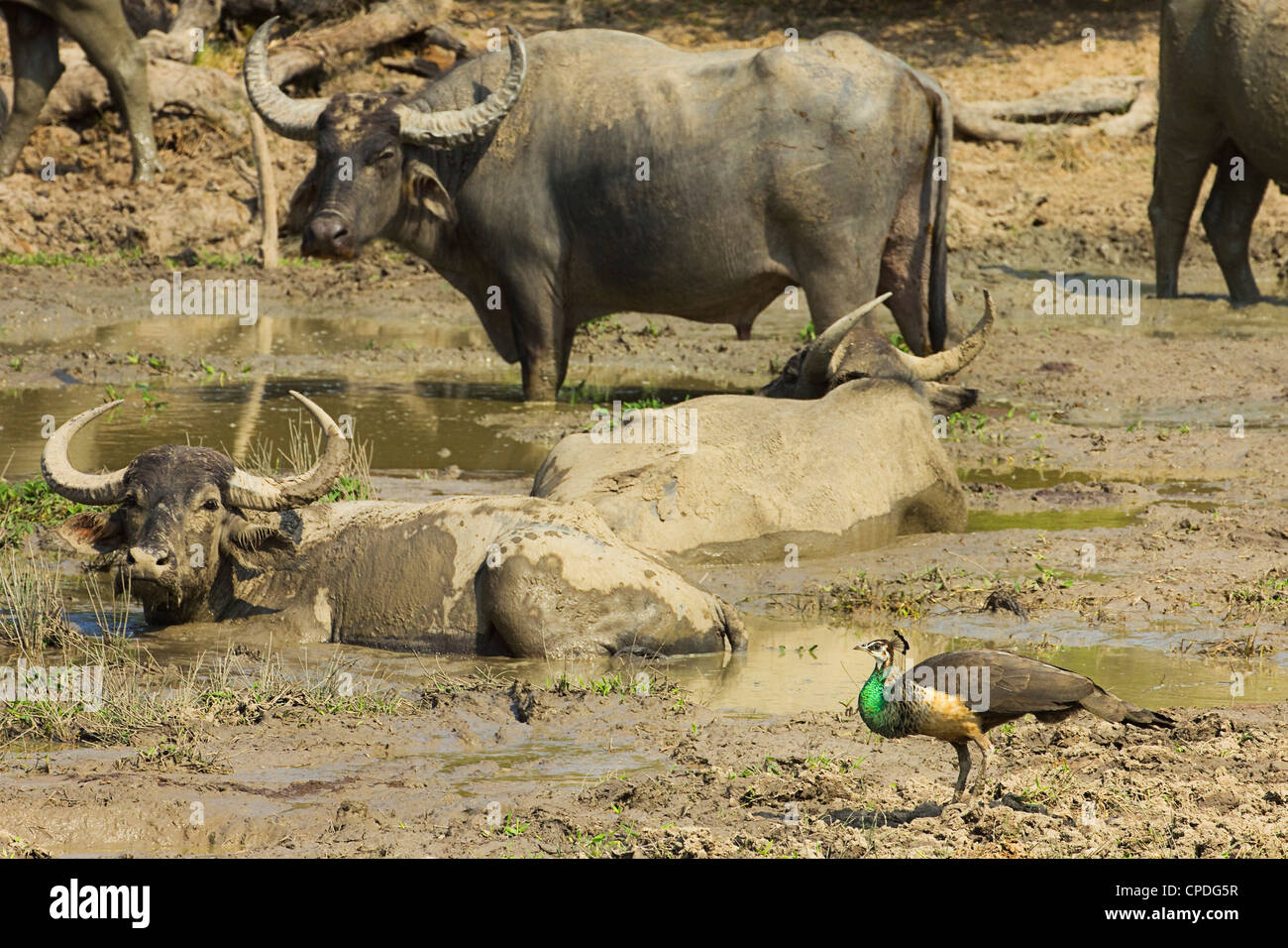 Weibliche indischen Pfauen in den Schatten gestellt durch Büffel im Kumana National Park, ehemals Yala East, Kumana, Eastern Province, Sri Lanka Stockfoto