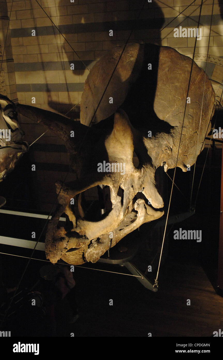 Triceratops. Ceratopsid Dinosaurier. 68 Millionen Jahren. Späten Kreidezeit. Taxon Bühne. Schädel. Stockfoto