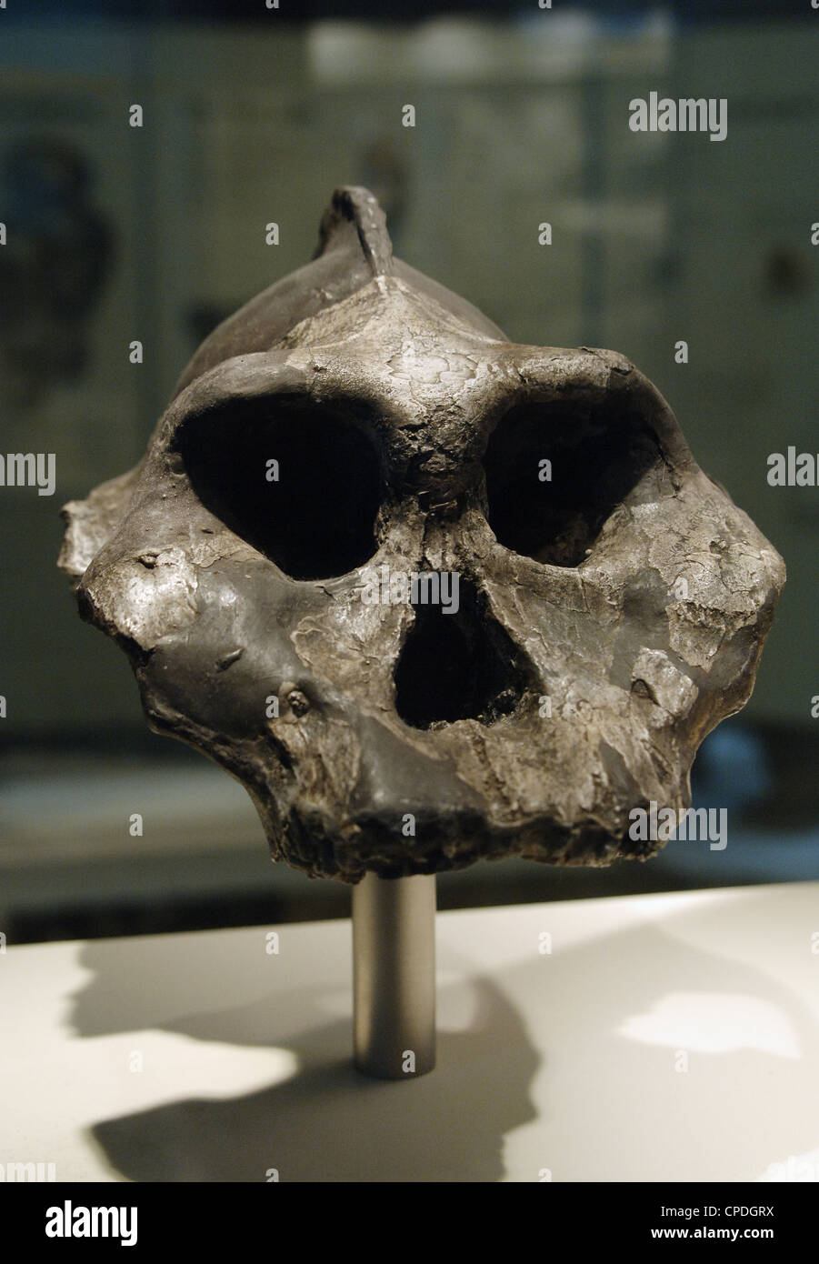 Schädel von Paranthropus Aethiopicus mit prominenten Scheitelkamm. Pliozän. Das Hotel liegt in Lomekwi, Kenia. Stockfoto