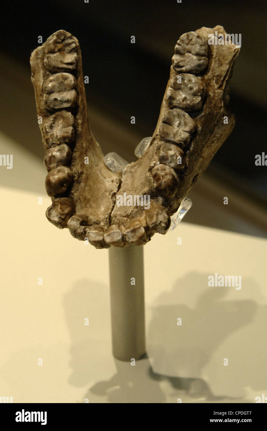 Kiefer des Australopithecus Anamensis. Pliozän. Das Hotel liegt in Kanapoi, Kenia. Natural History Museum. London. Vereinigtes Königreich. Stockfoto