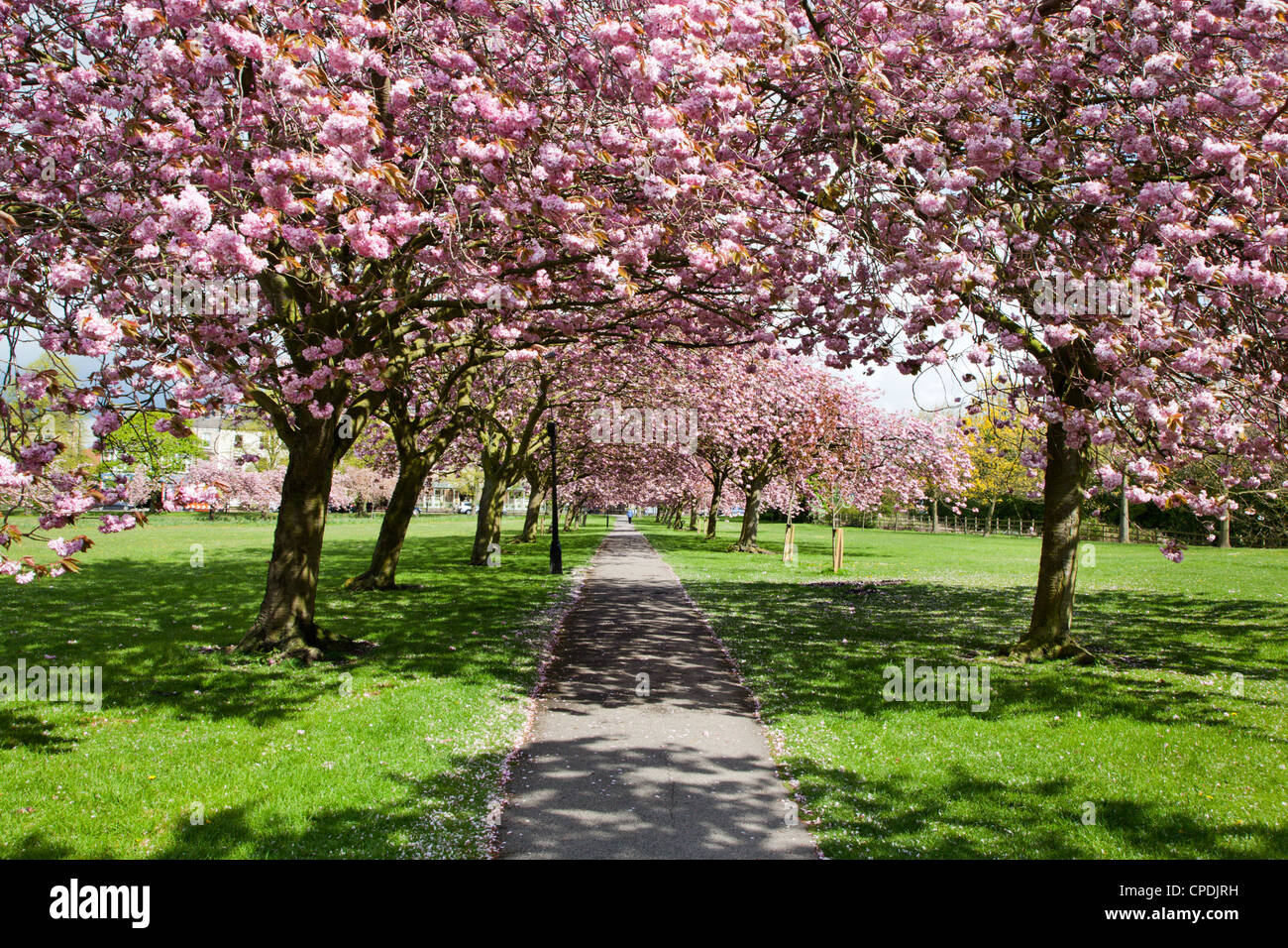 Kirschblüte auf die streunenden im Frühjahr Harrogate North Yorkshire England Stockfoto