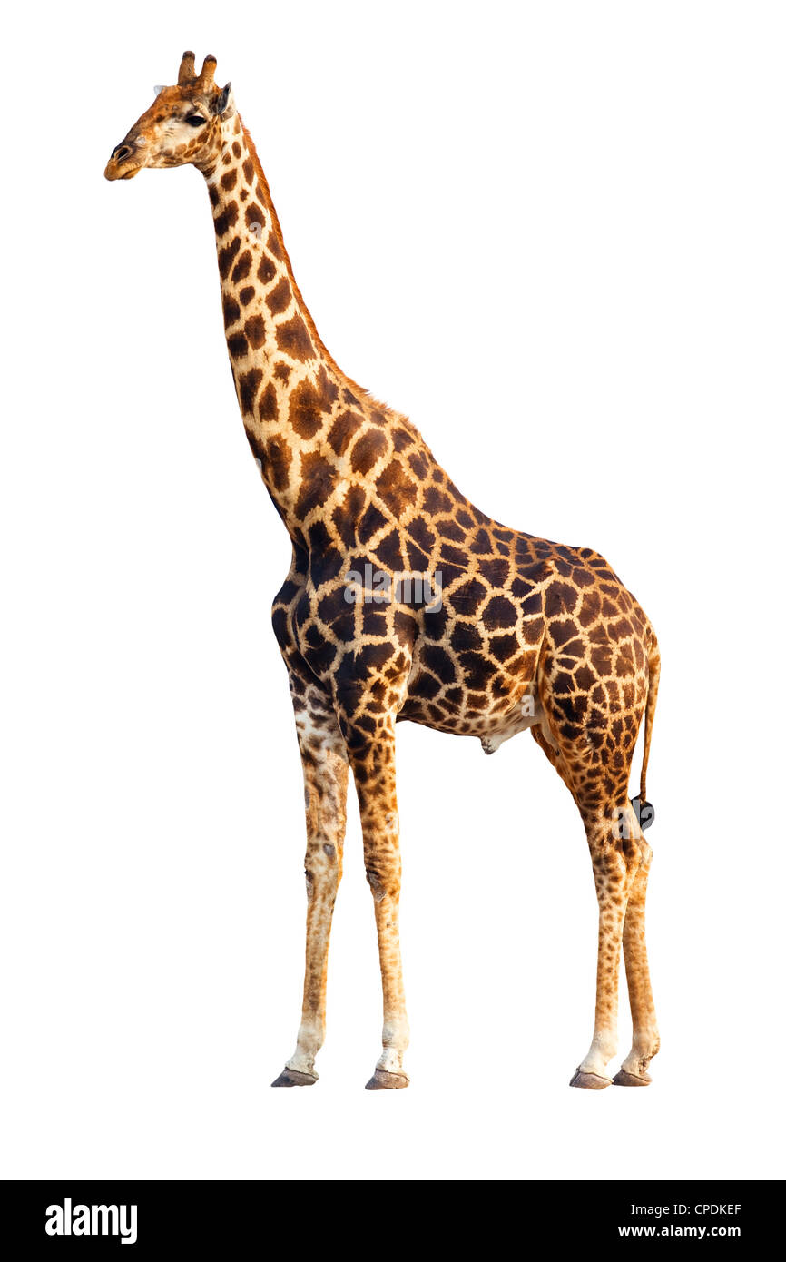Ein Erwachsener isoliert Giraffe vor weißem Hintergrund; Giraffe Giraffa Stockfoto