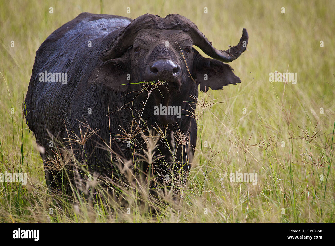 Kaffernbüffel Syncerus Caffer Mikumi Nationalpark. Tansania Afrika. Stockfoto