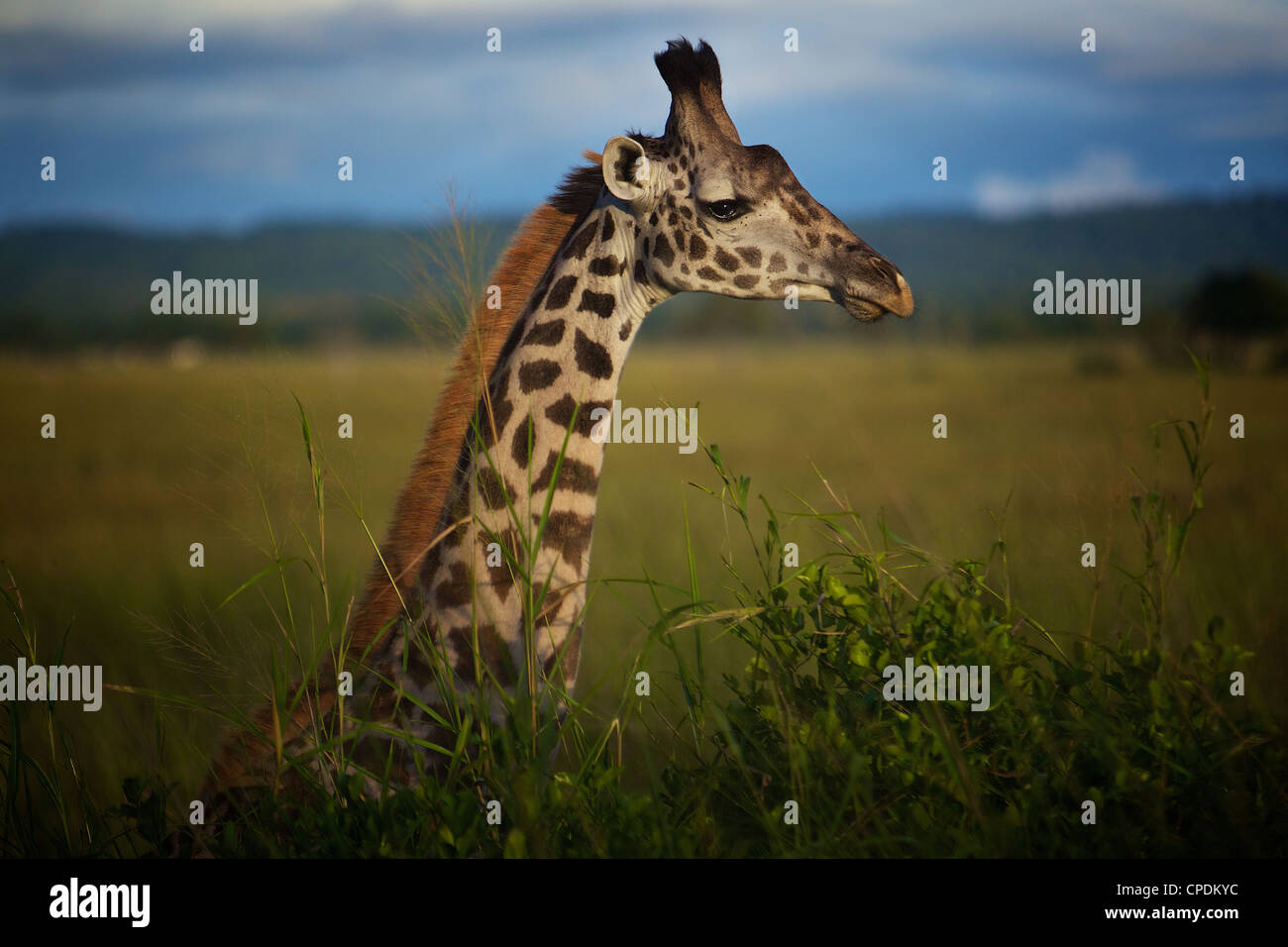 Giraffe Giraffa Plancius im Mikumi Game Reserve. Südlichen Tansania. Afrika Stockfoto