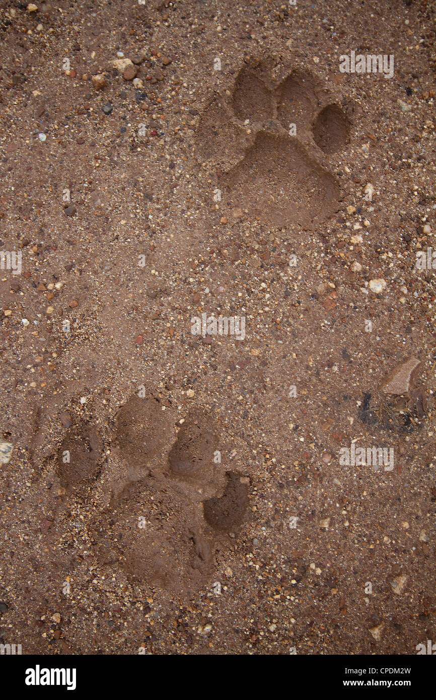 Afrikanische Löwe Panthera Leo Pfotenabdrücke im Sand und Schlamm Stockfoto