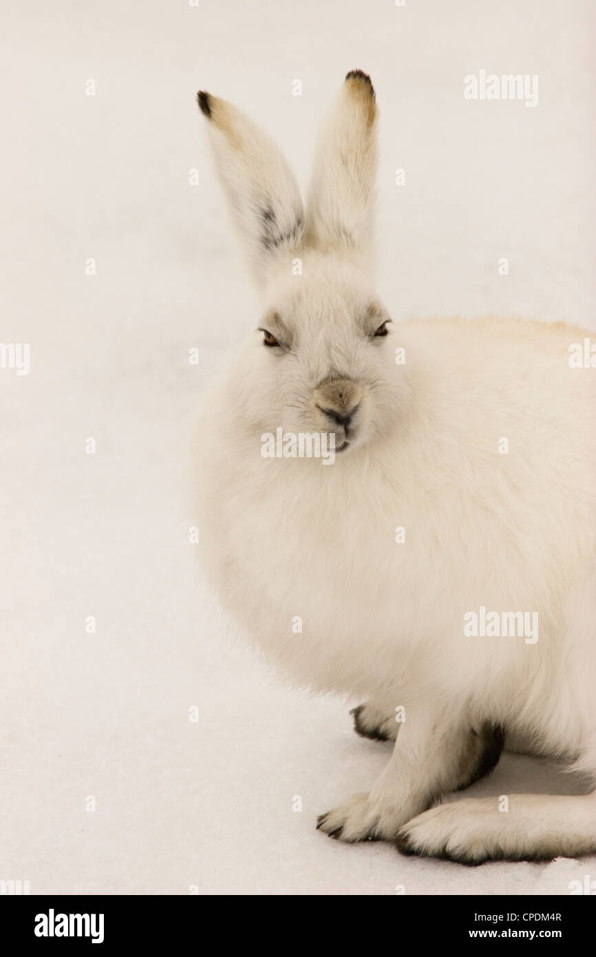 Kaninchen Schneehase Hase Schnee weißen Kaninchen hop Stockfoto