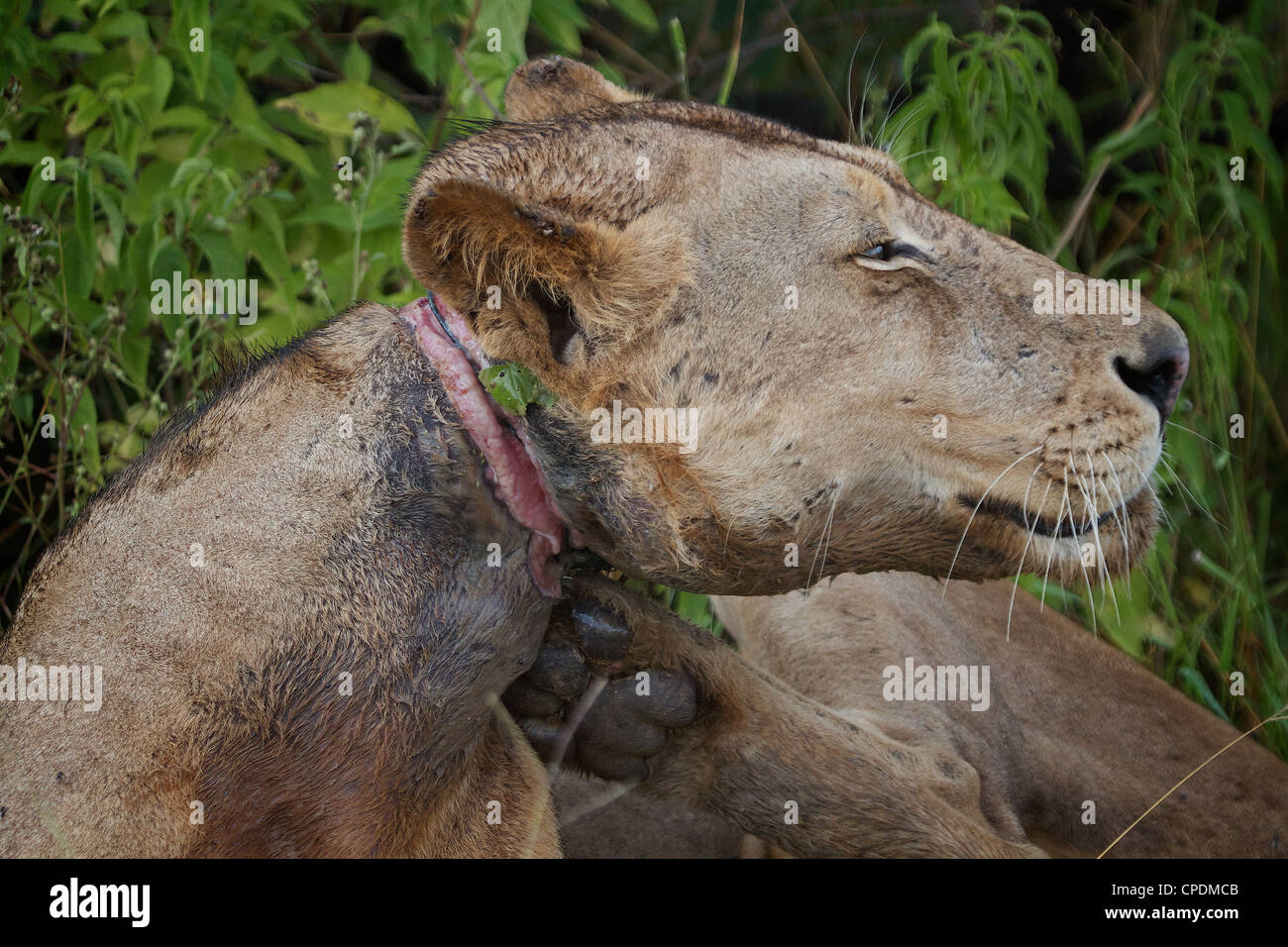 African Lion mit Schlinge um den Hals Panthera Leo in Mikumi Spiel behalten. Südlichen Tansania. Stockfoto