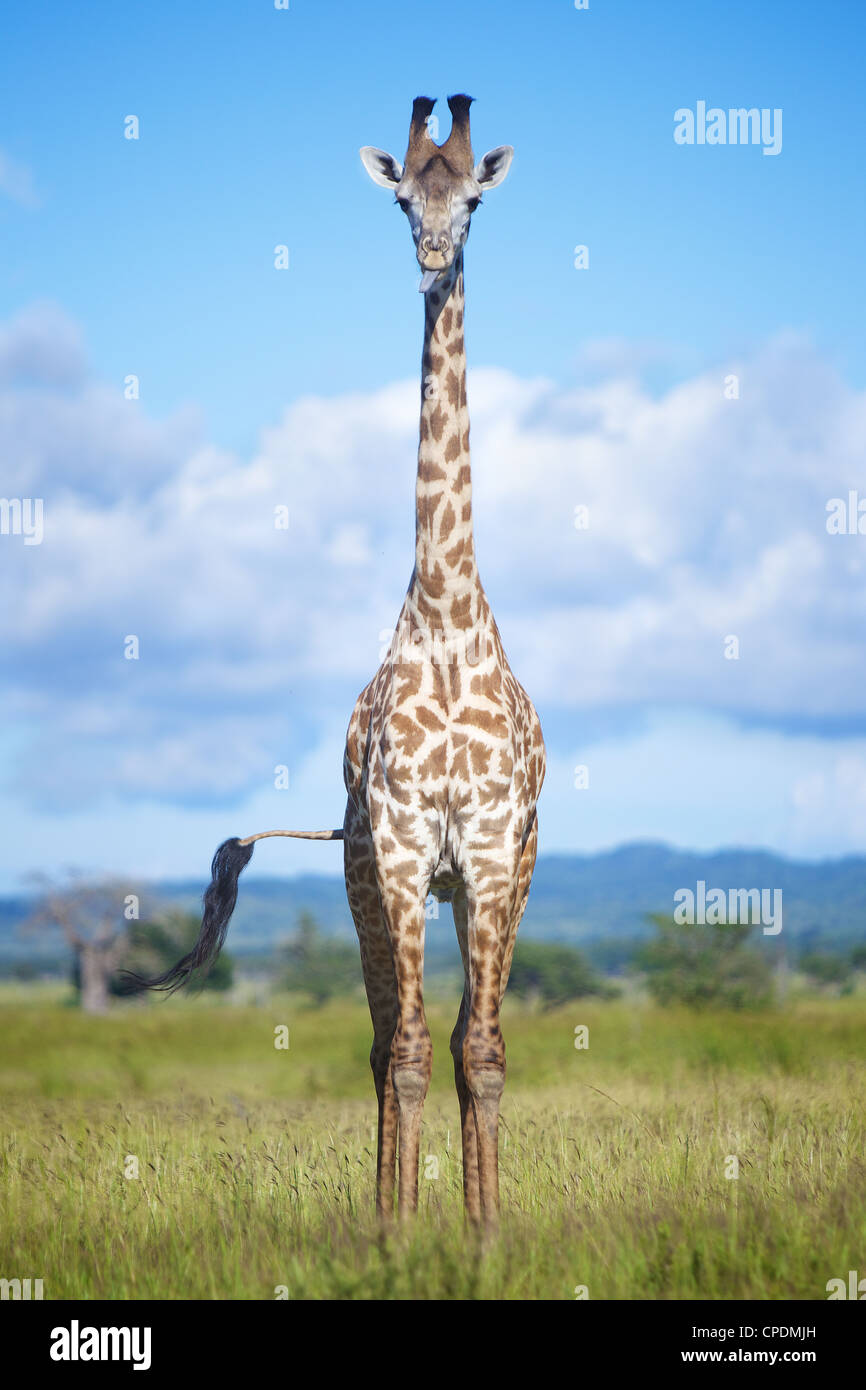 Giraffe Giraffa Plancius im Mikumi Game Reserve. Südlichen Tansania. Afrika Stockfoto